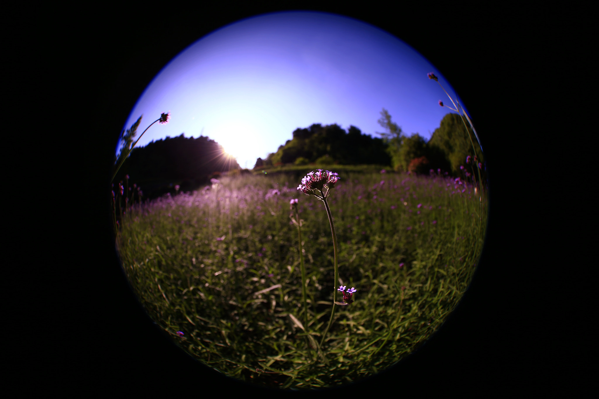 Canon EOS-1D X + Canon EF 8-15mm F4L Fisheye USM sample photo. 副本 photography