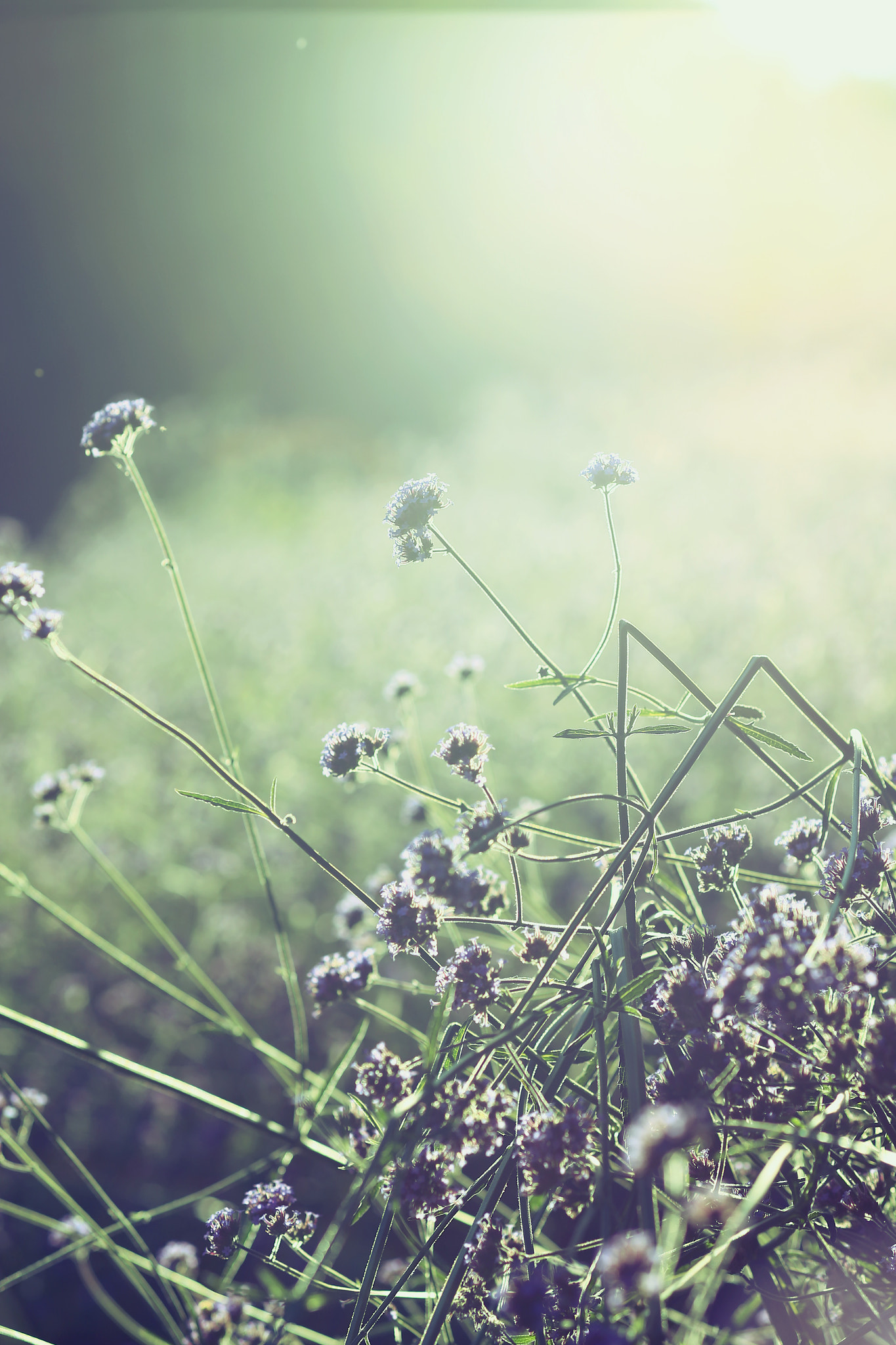 Canon TS-E 90mm F2.8 Tilt-Shift sample photo. 副本 副本 photography