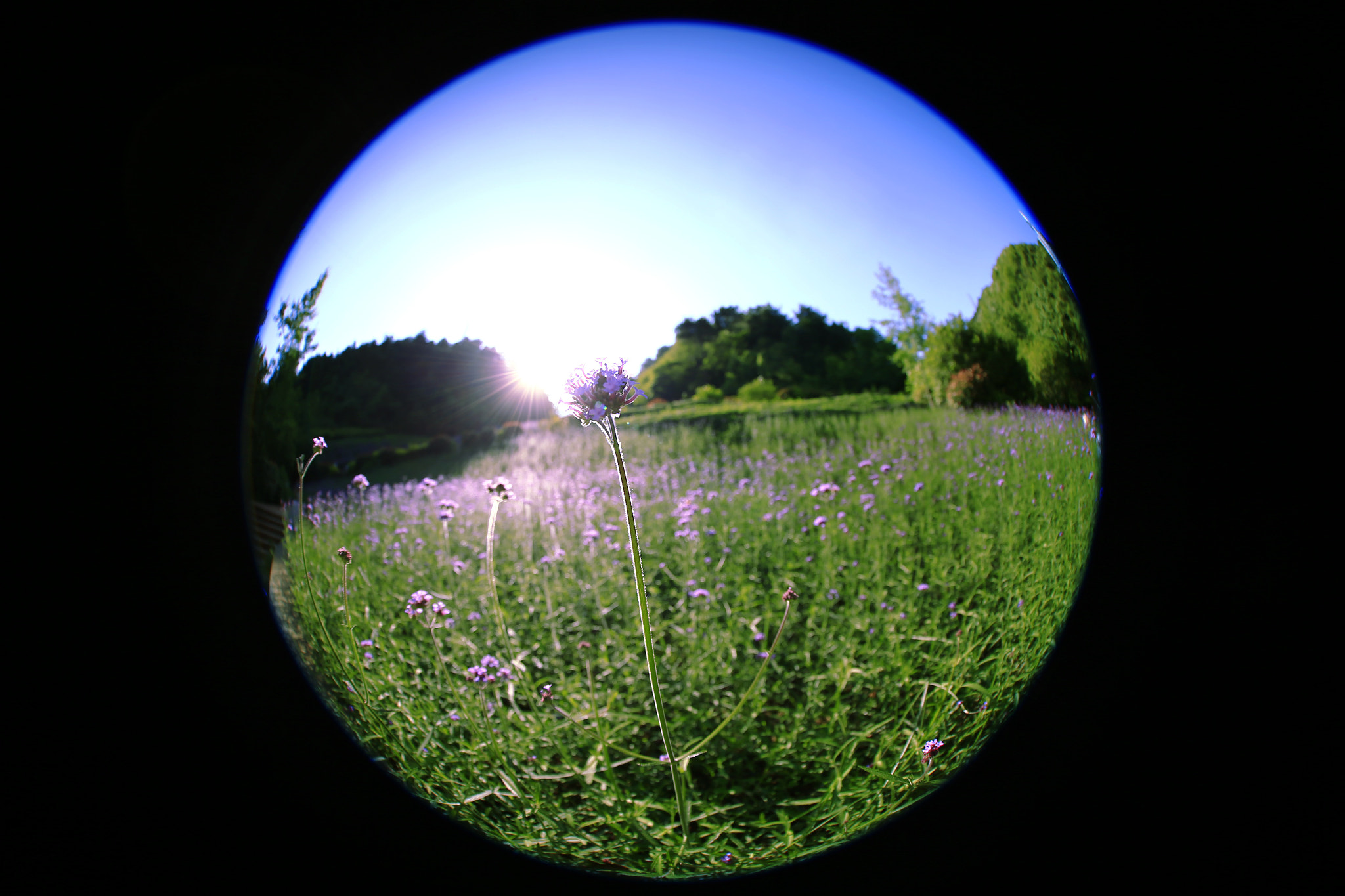 Canon EF 8-15mm F4L Fisheye USM sample photo. 副本 photography