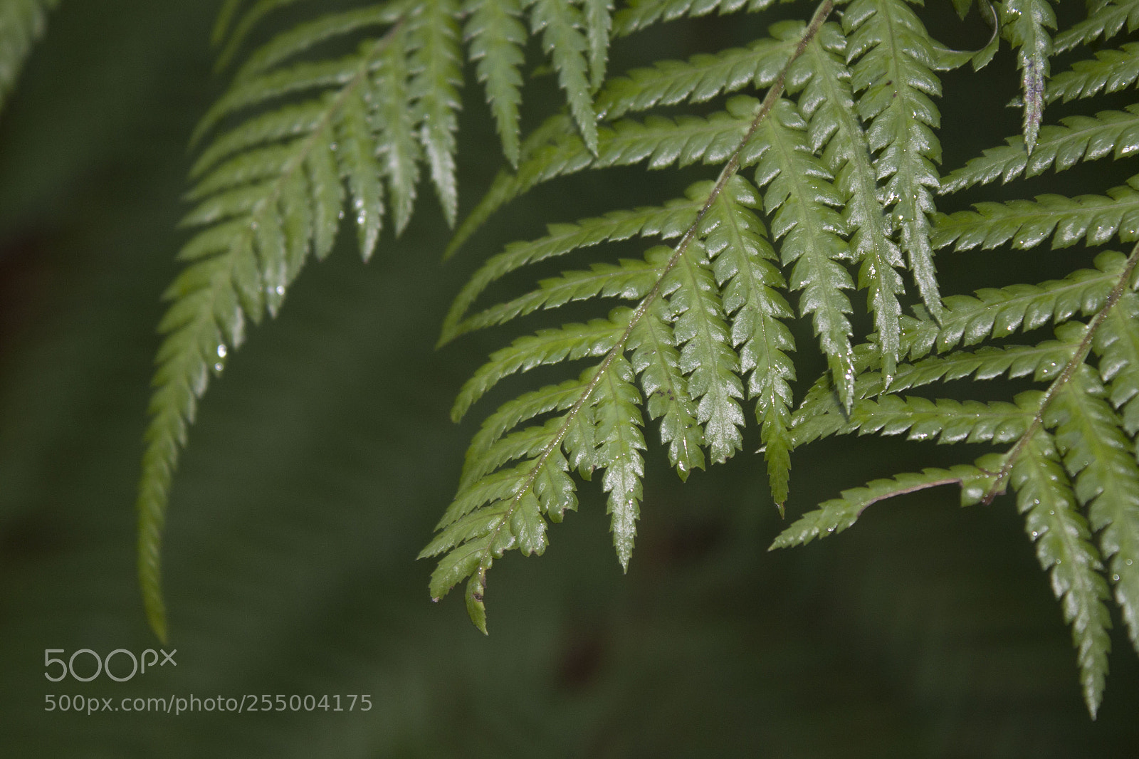 Canon EOS 450D (EOS Rebel XSi / EOS Kiss X2) sample photo. Natures stripes photography