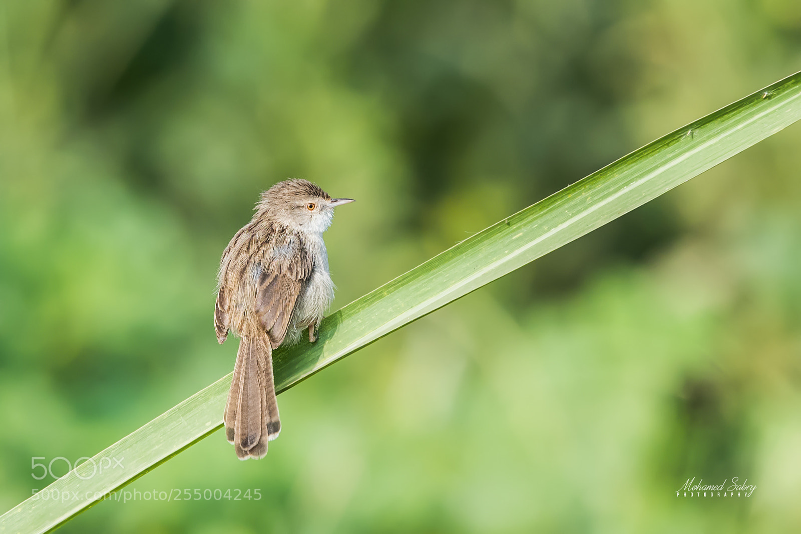 Nikon D810 sample photo. Graceful prinia photography