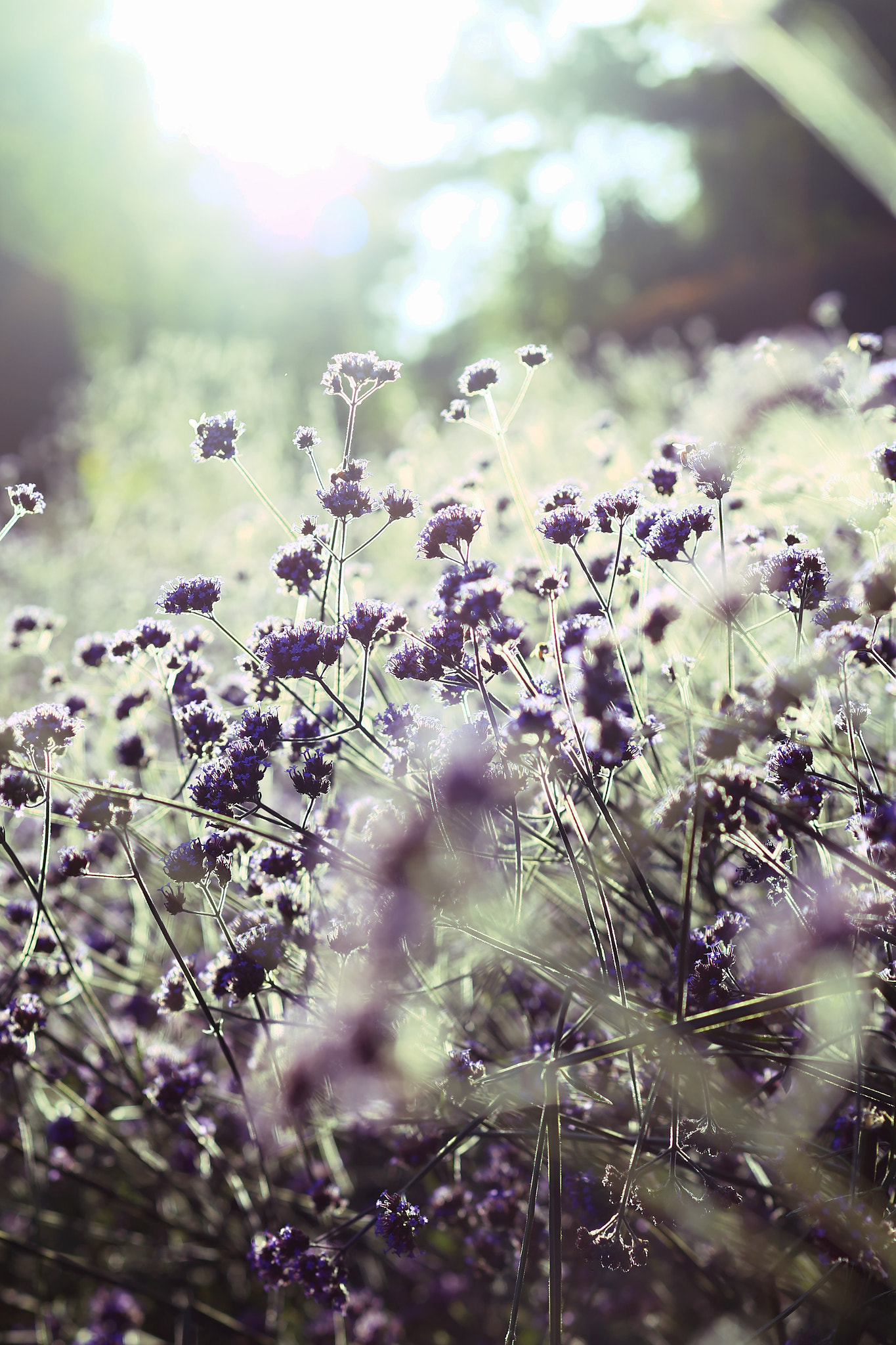 Canon TS-E 90mm F2.8 Tilt-Shift sample photo. 副本 photography