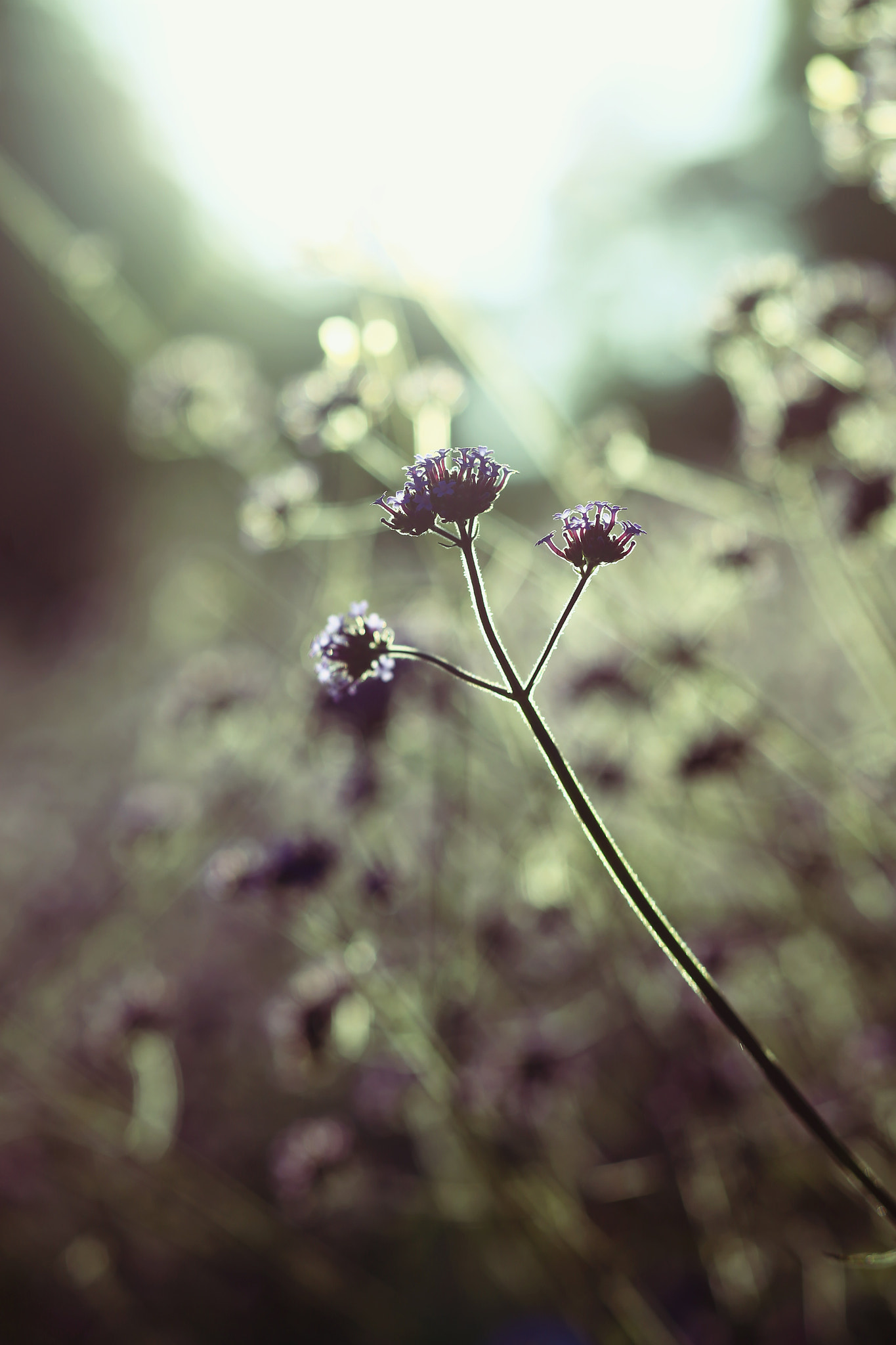 Canon EOS-1D X + Canon TS-E 90mm F2.8 Tilt-Shift sample photo. 副本 photography