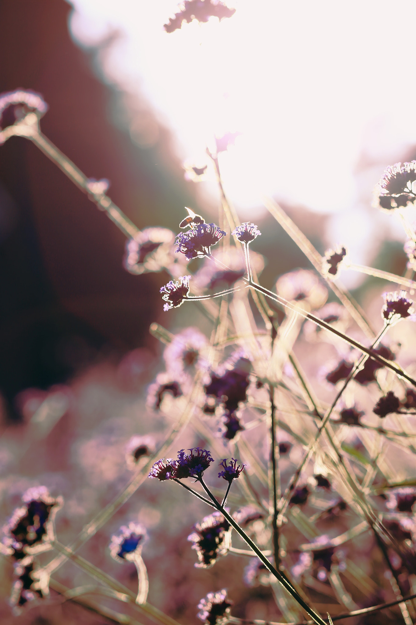 Canon TS-E 90mm F2.8 Tilt-Shift sample photo. 副本 photography