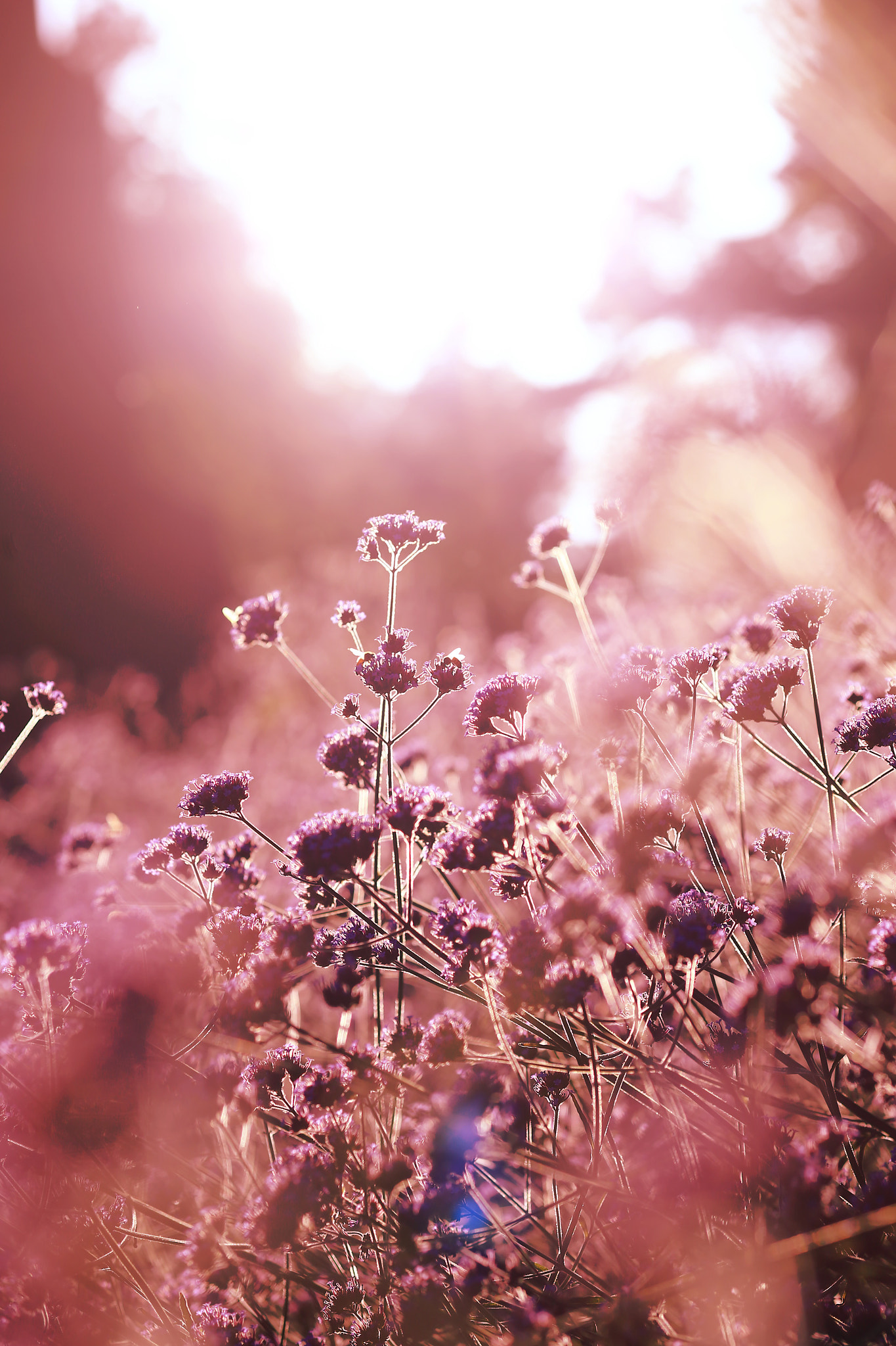 Canon TS-E 90mm F2.8 Tilt-Shift sample photo. 副本 photography