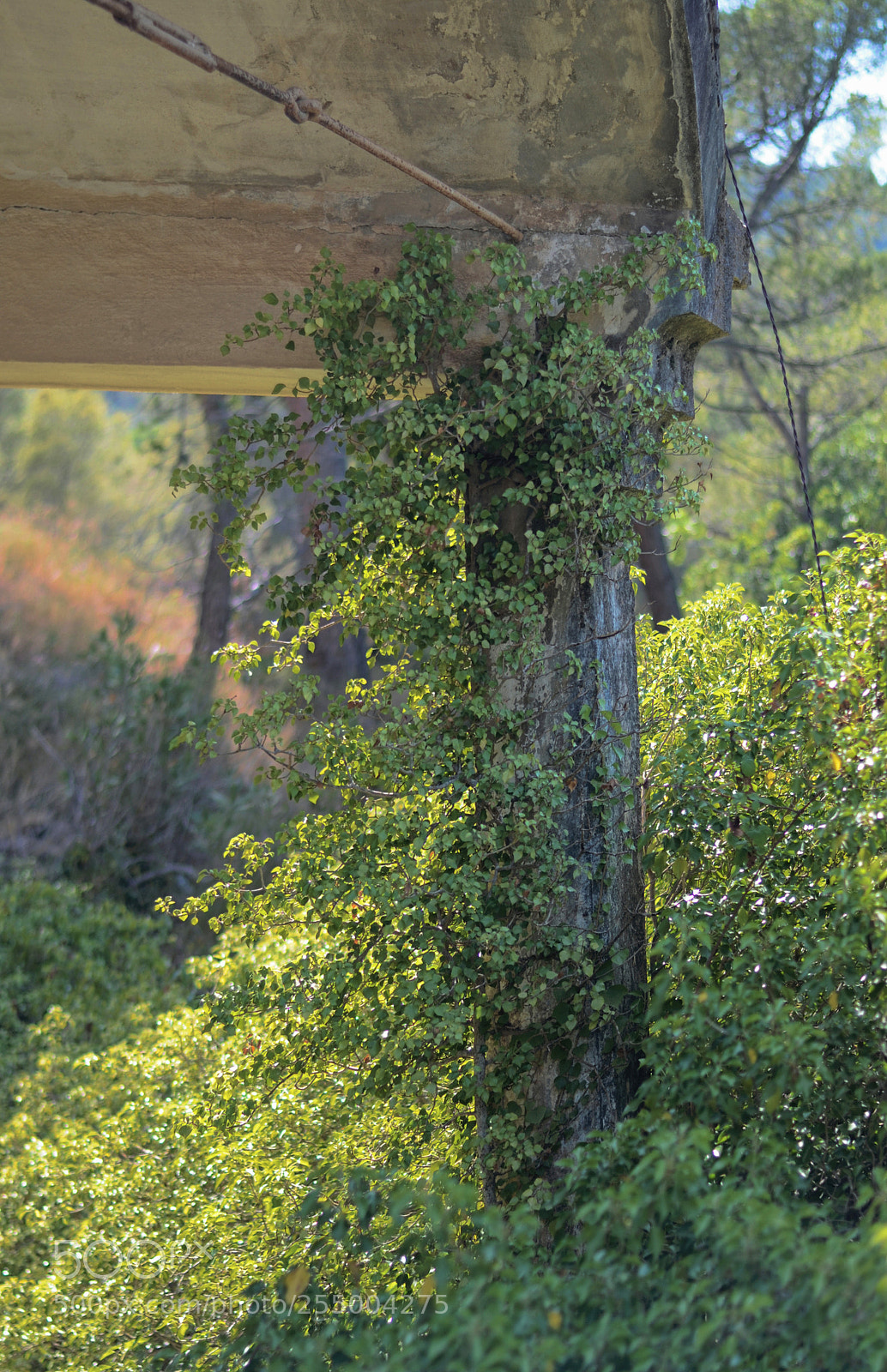 Nikon D7000 sample photo. Nature taking back construction photography