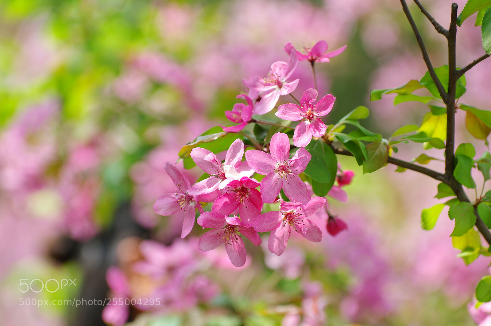 Pentax K-3 II sample photo. Untitled photography