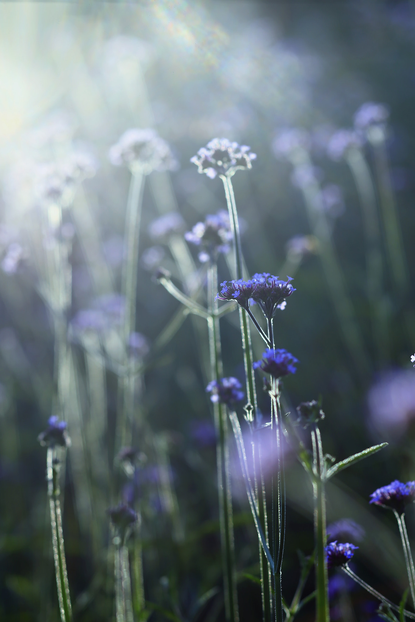 Canon TS-E 90mm F2.8 Tilt-Shift sample photo. 副本 photography