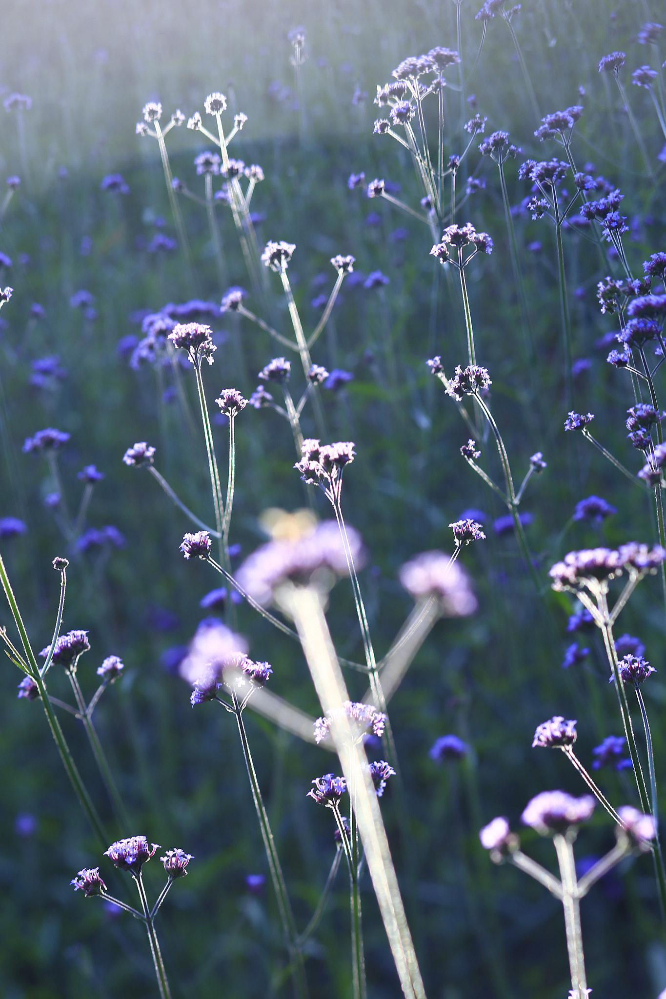 Canon TS-E 90mm F2.8 Tilt-Shift sample photo. 副本 photography