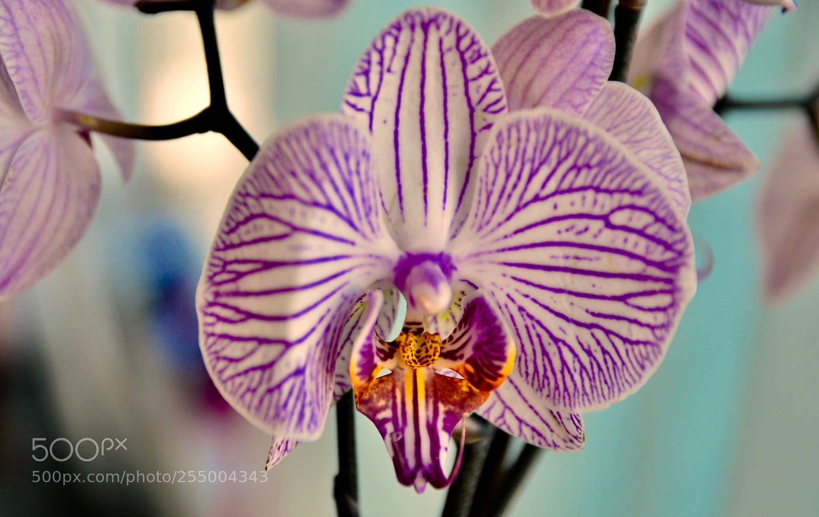 Nikon D7000 sample photo.  zebra orchide  photography