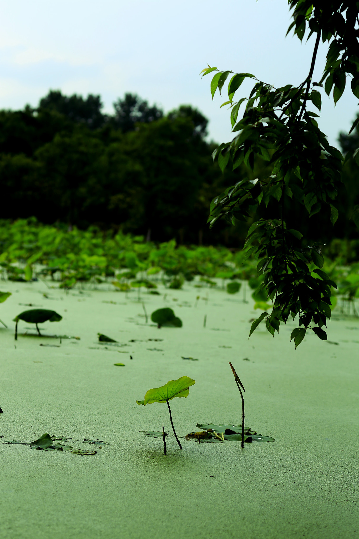 Canon TS-E 90mm F2.8 Tilt-Shift sample photo. 副本 photography