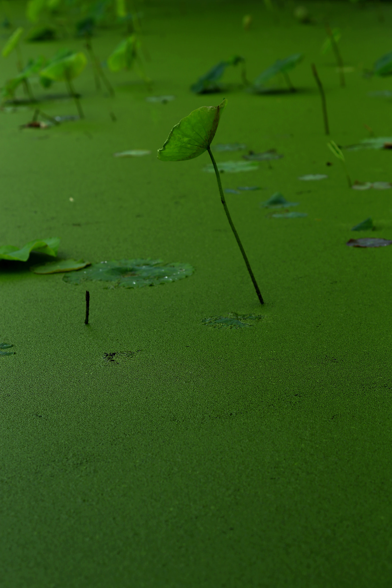 Canon TS-E 90mm F2.8 Tilt-Shift sample photo. 副本 photography