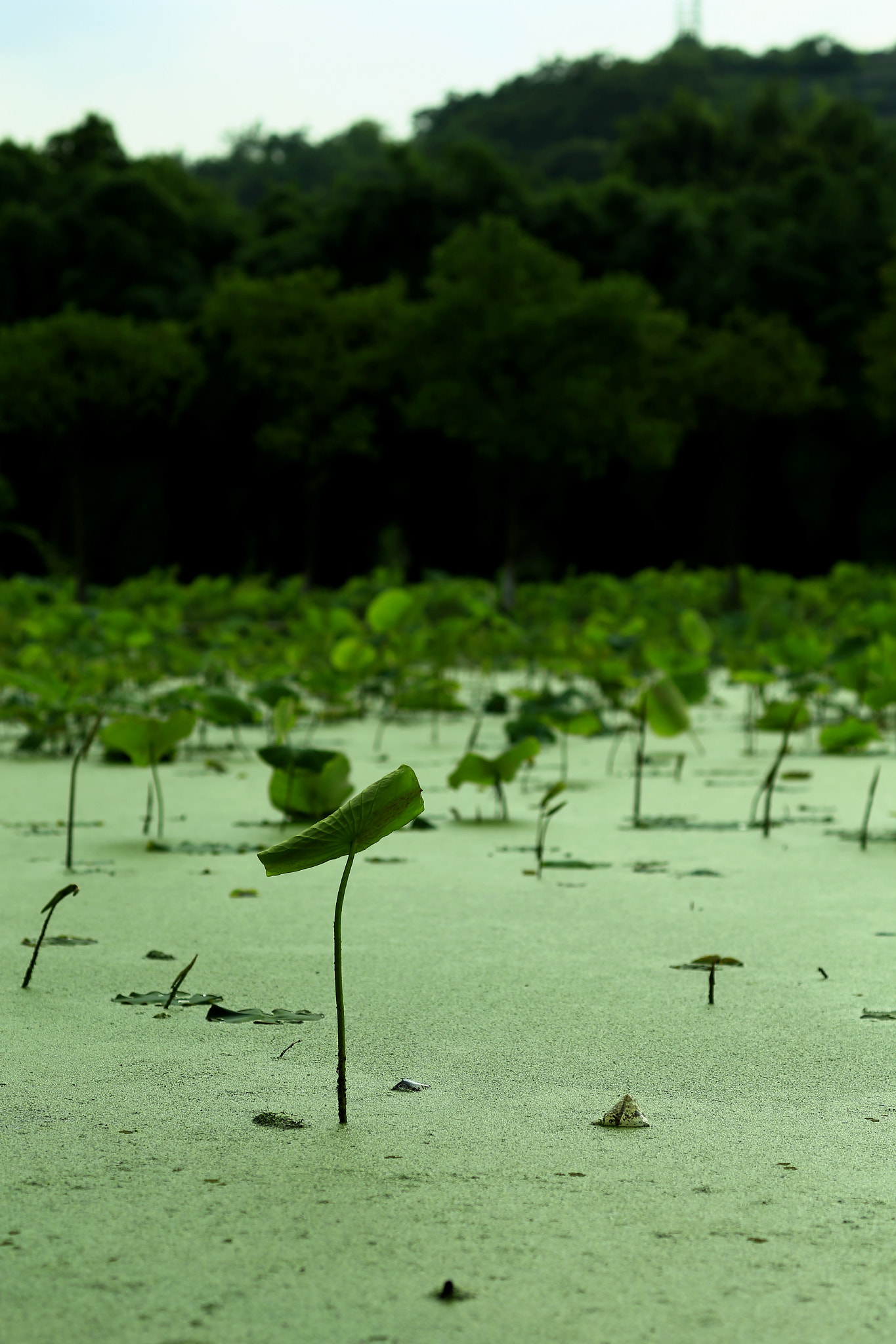 Canon TS-E 90mm F2.8 Tilt-Shift sample photo. 副本 photography
