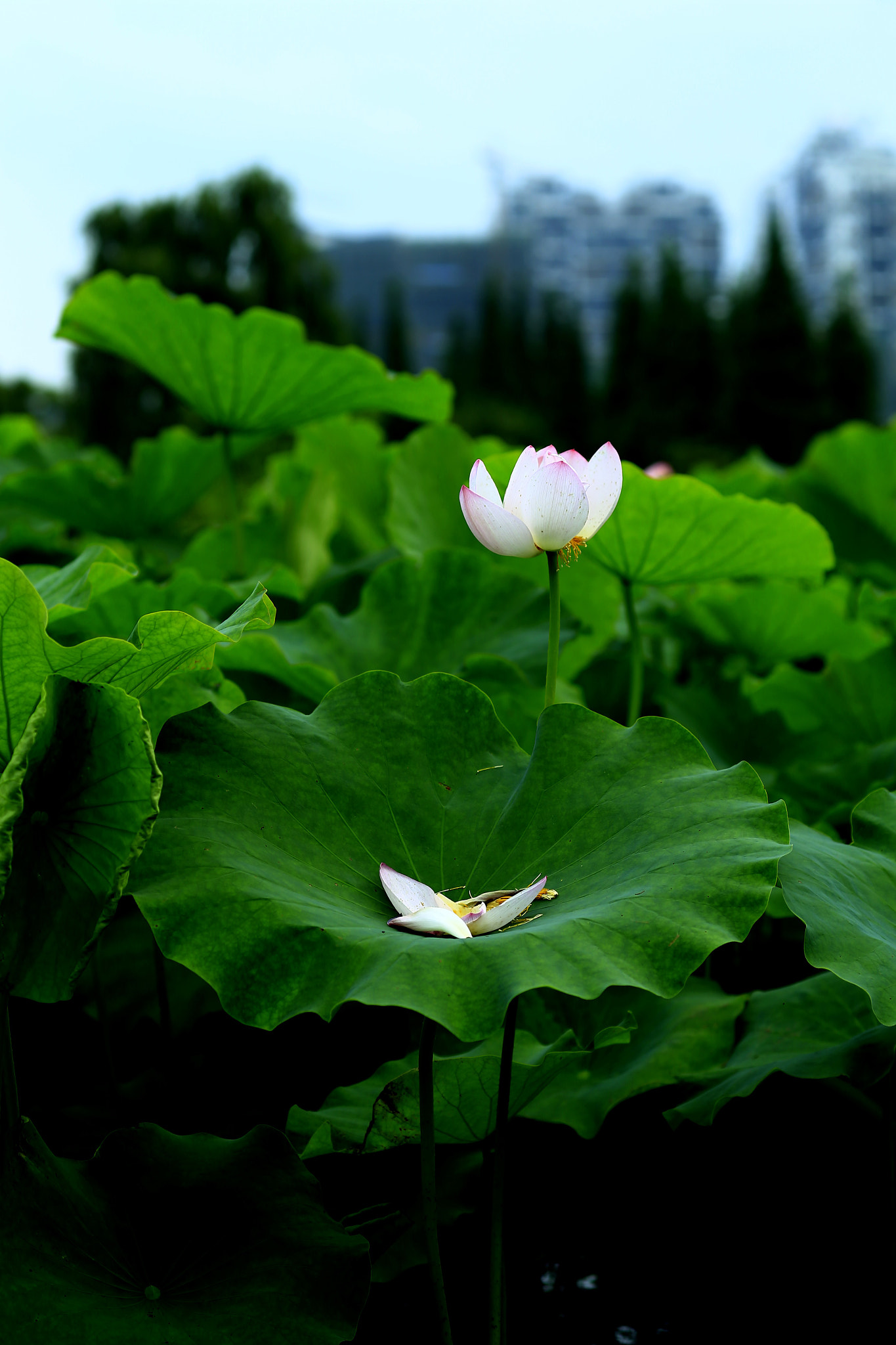 Canon TS-E 90mm F2.8 Tilt-Shift sample photo. 副本 photography