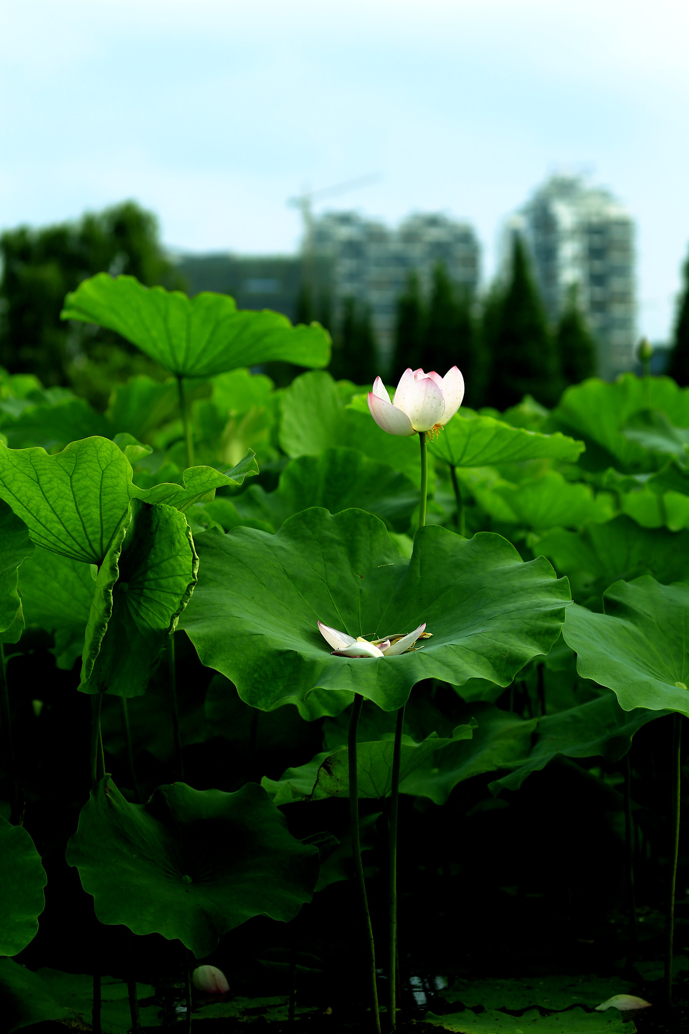 Canon EOS-1D X + Canon TS-E 90mm F2.8 Tilt-Shift sample photo. 副本 photography