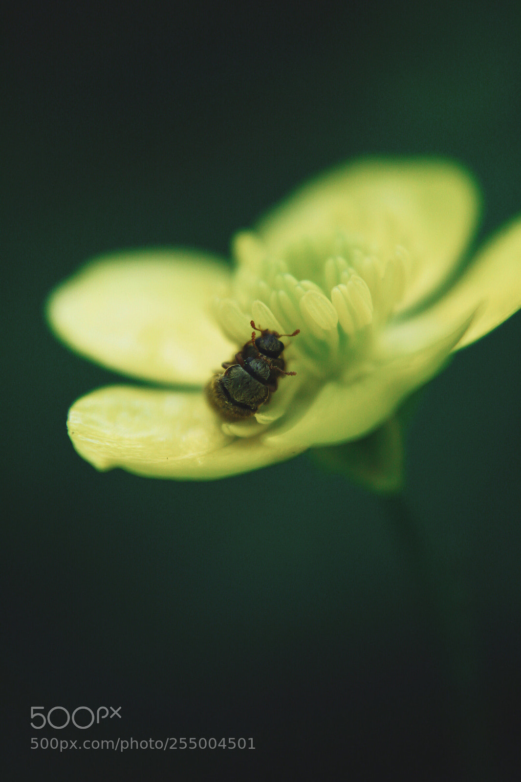 Canon EOS 500D (EOS Rebel T1i / EOS Kiss X3) sample photo. • photography