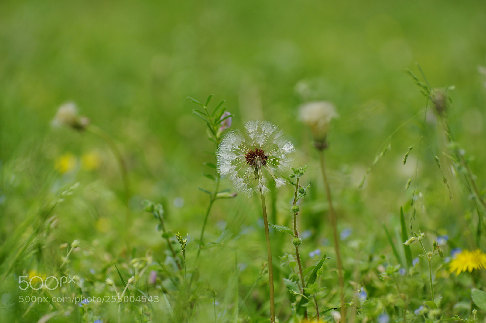 Pentax K-3 II sample photo. Untitled photography