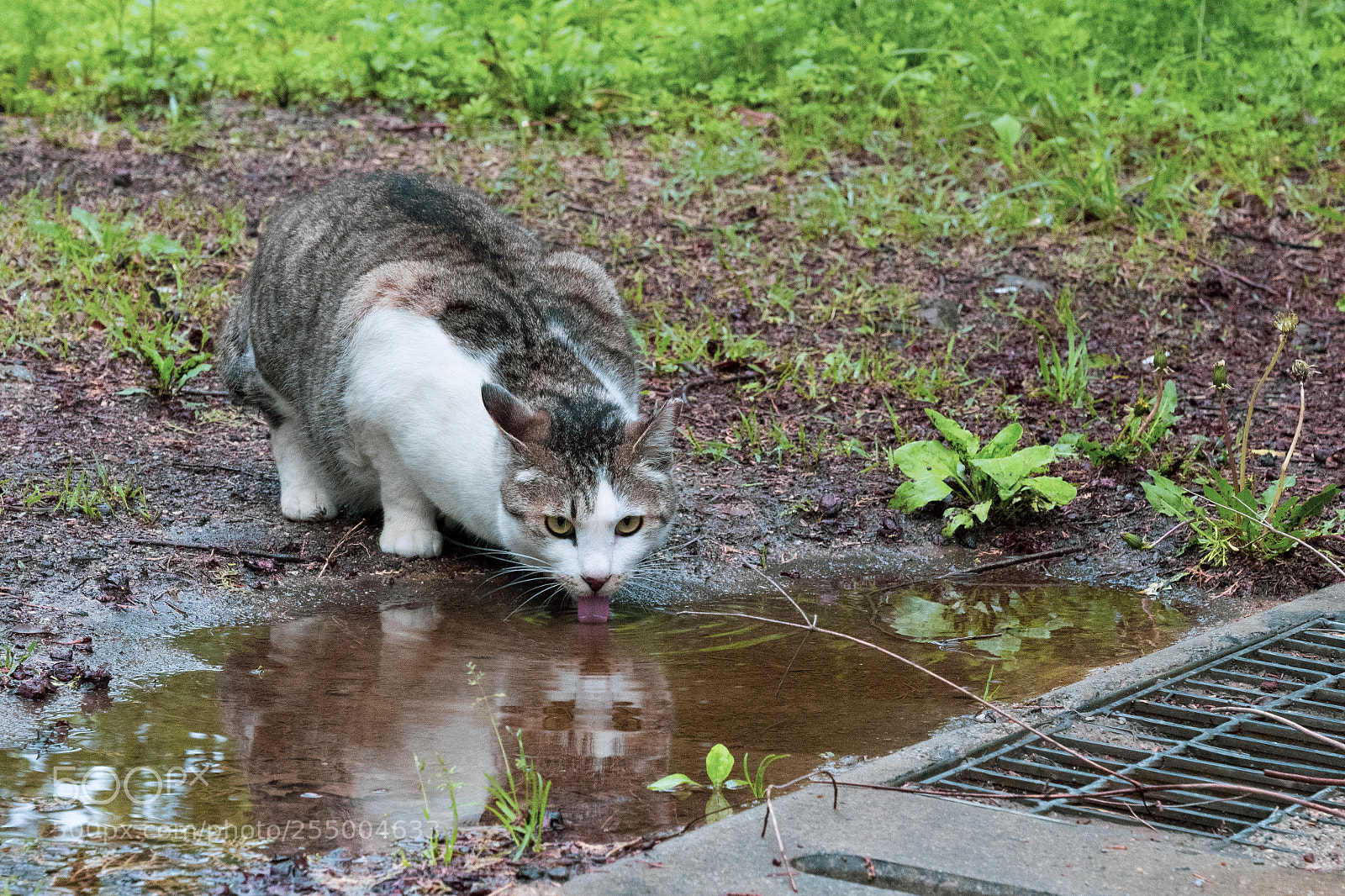 Panasonic Lumix DC-G9 sample photo. 고인 빗물을 마시고 있는 고양이 photography