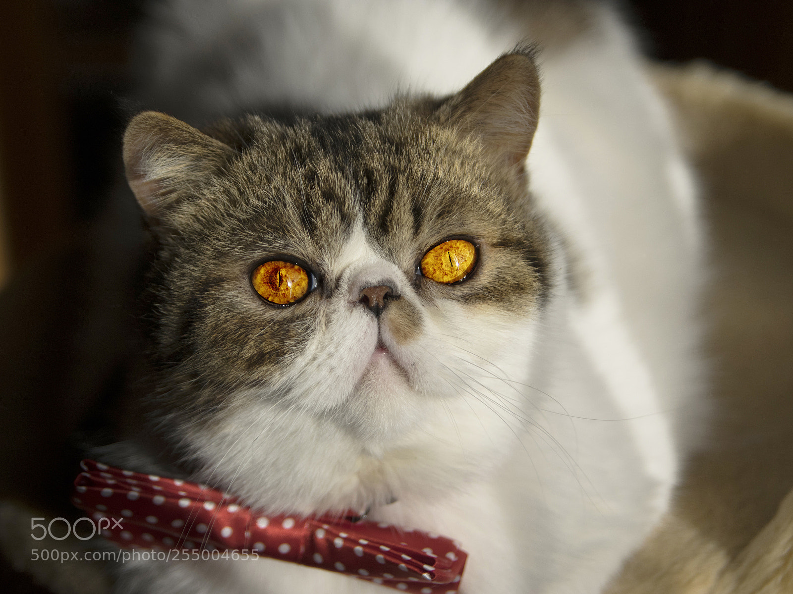 Pentax K-3 II sample photo. Cute kitty photography
