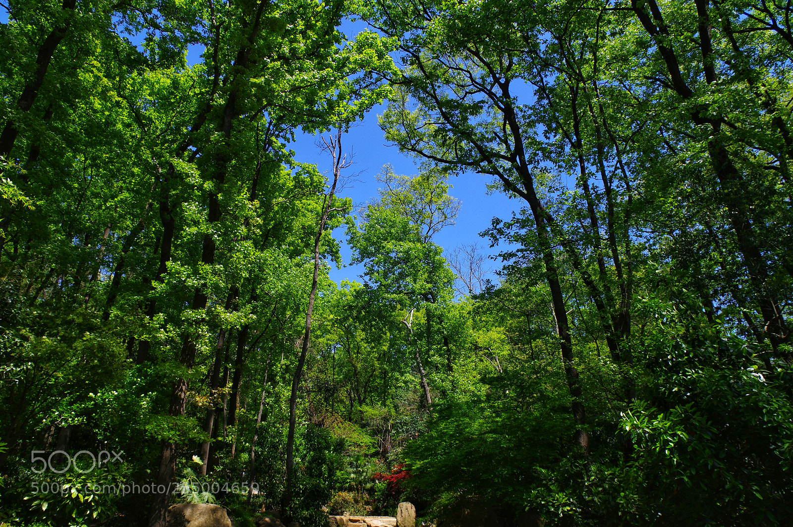 Pentax K-3 II sample photo. Untitled photography