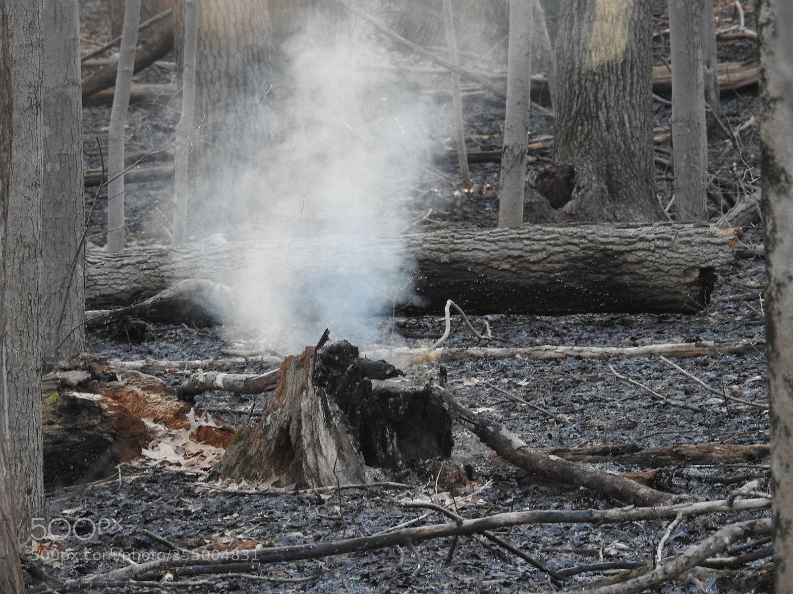 Nikon Coolpix P900 sample photo. Controlled burn photography