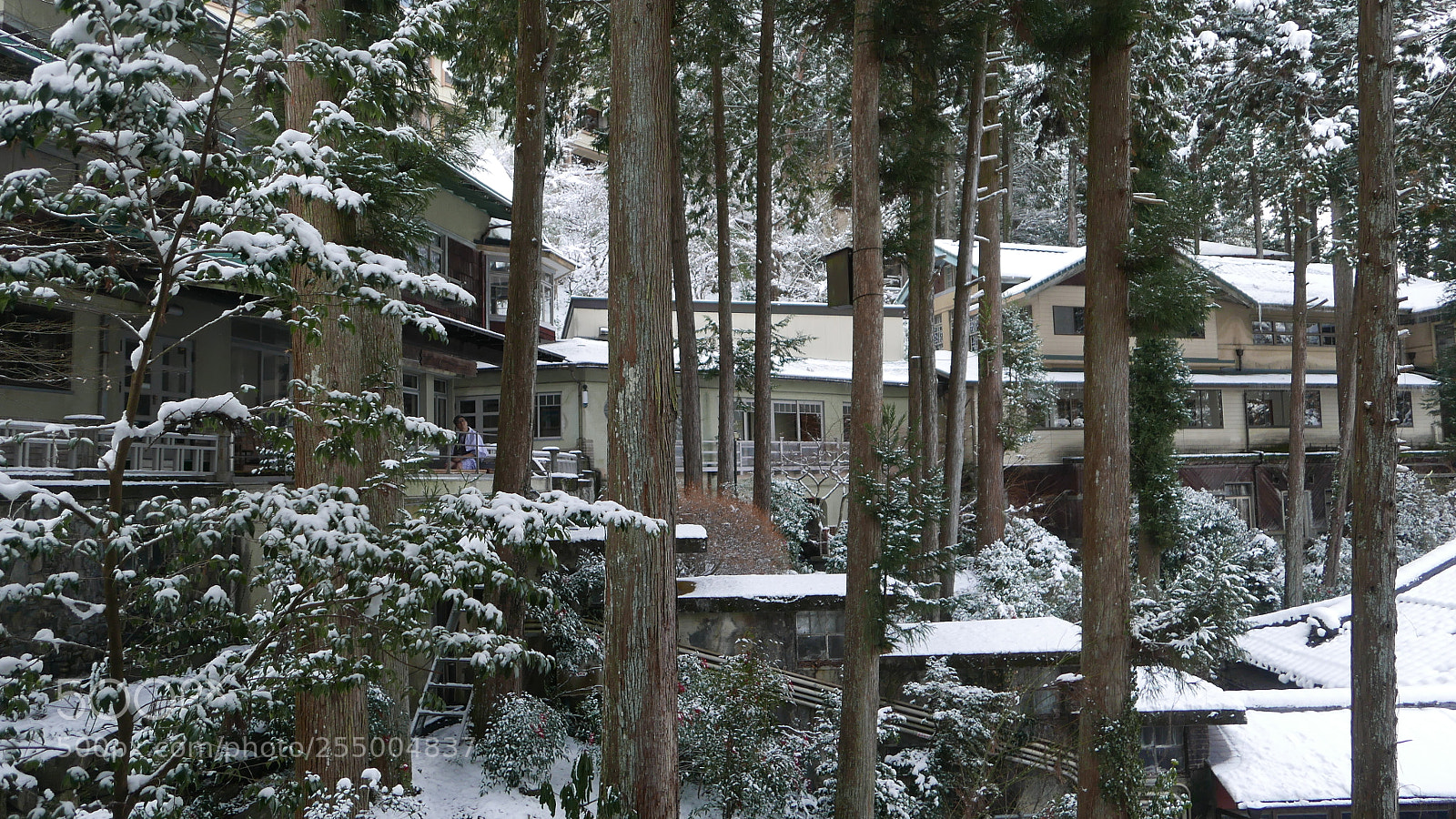 Leica D-Lux (Typ 109) sample photo. 林间。。。 photography