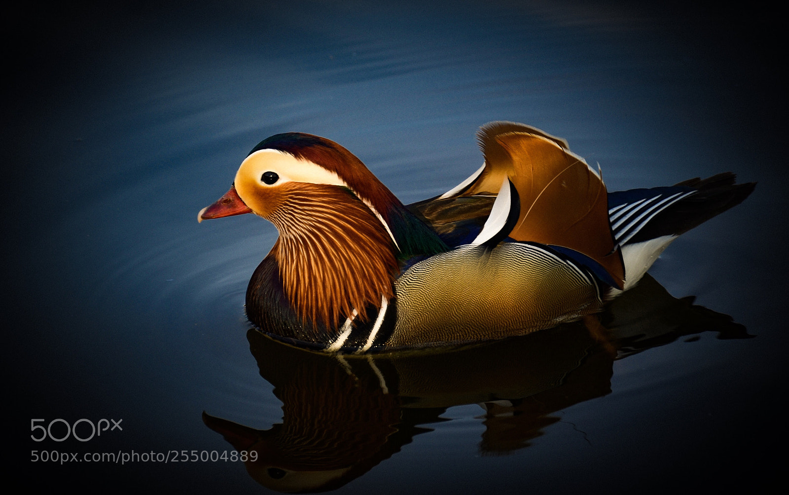 Nikon D7000 sample photo. Mandarin duck photography