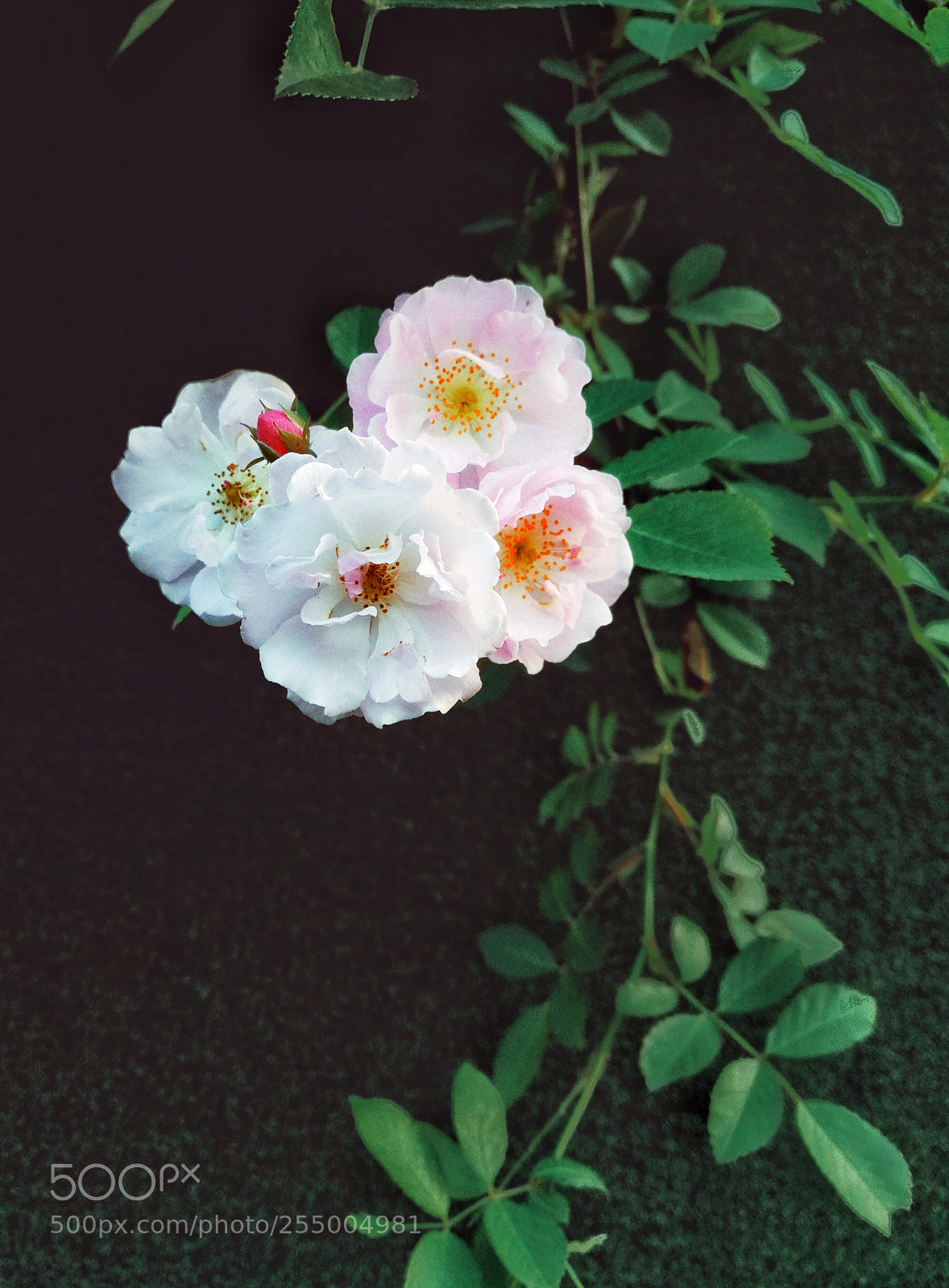 HUAWEI Mate 9 sample photo. 蔷薇 photography