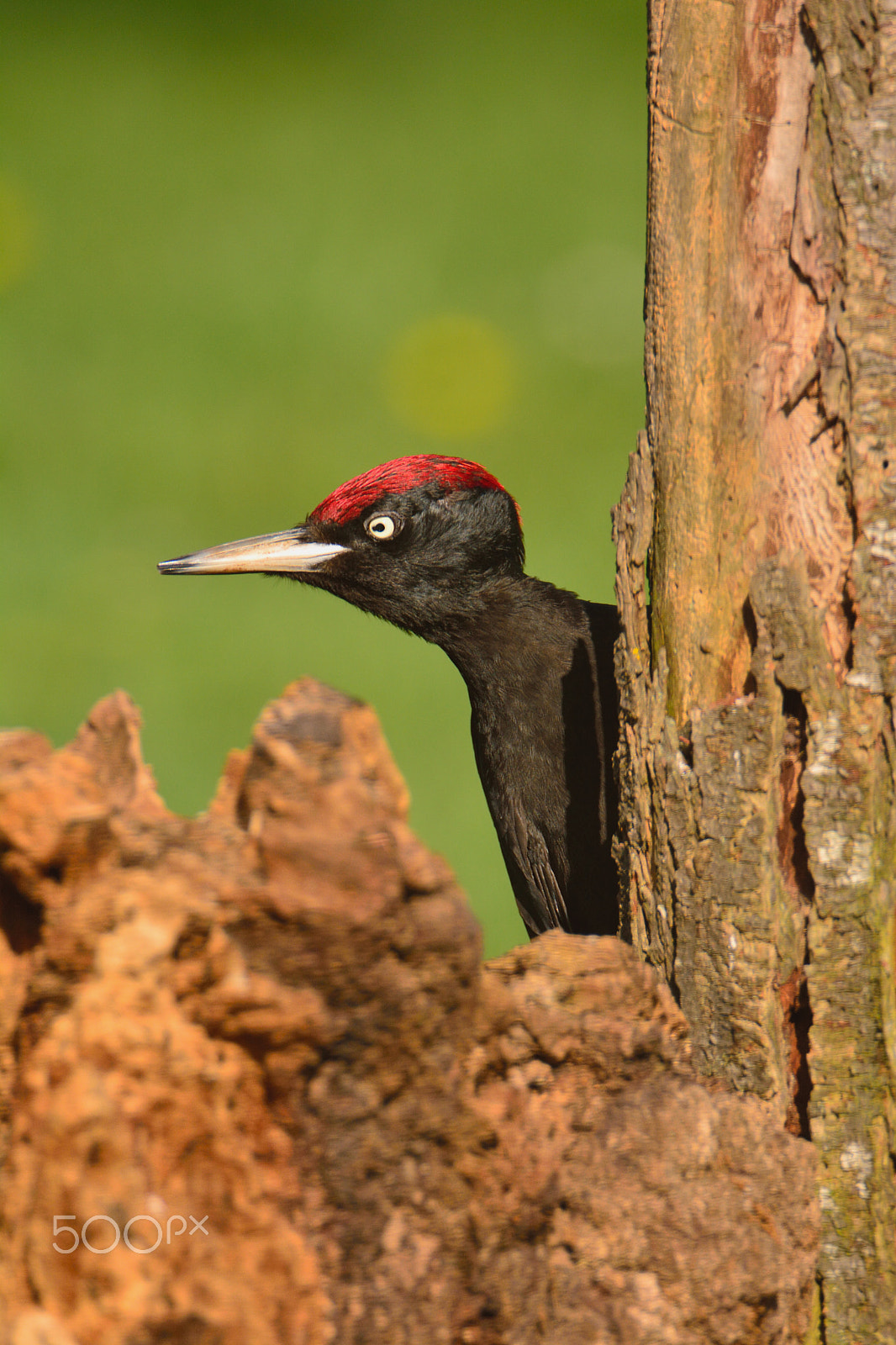 Nikon D7100 sample photo. Black woodpecker, dryocopus martius perched on old dry branch. photography