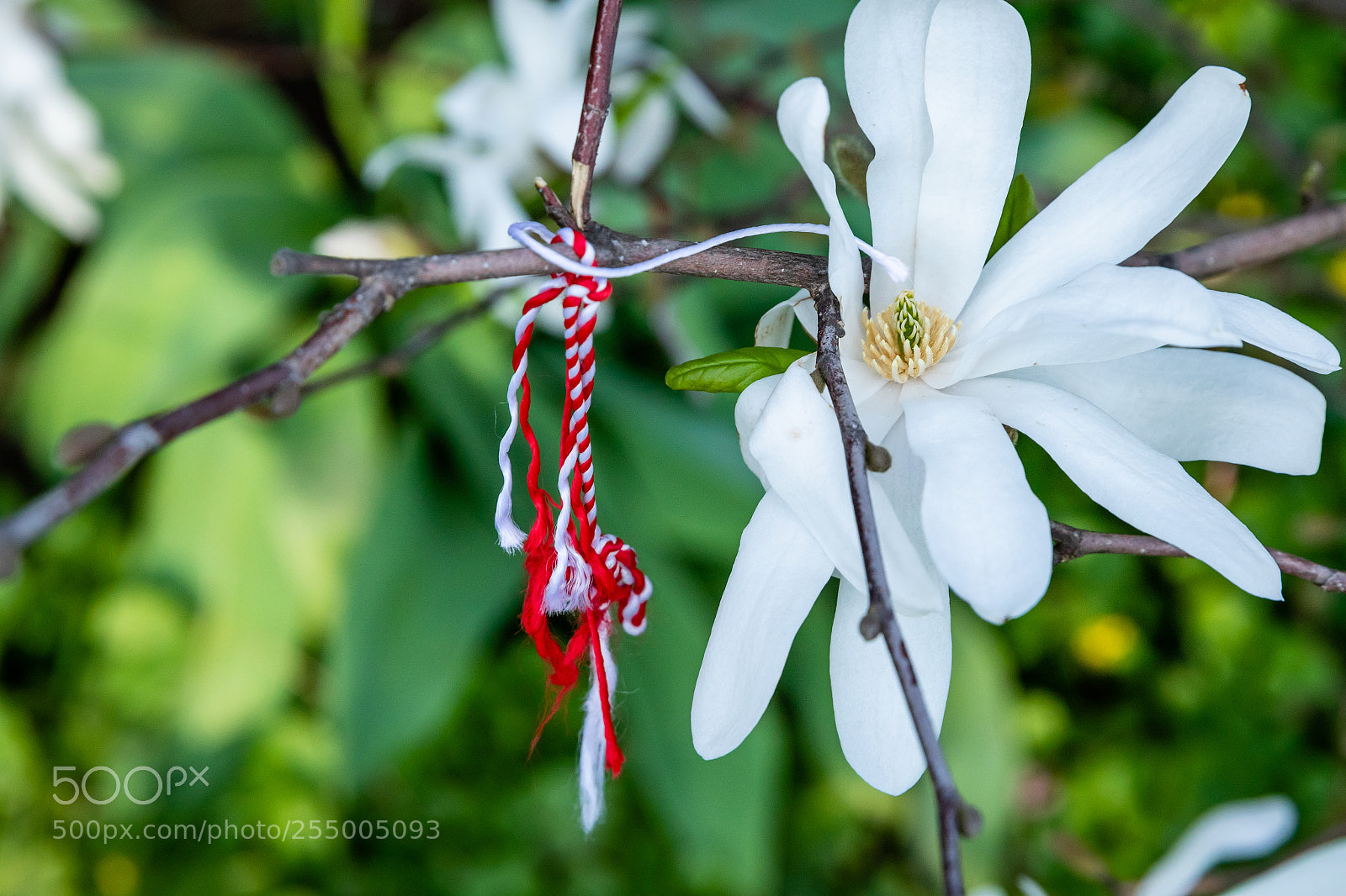 Canon EOS 7D Mark II sample photo. Spring is in the photography