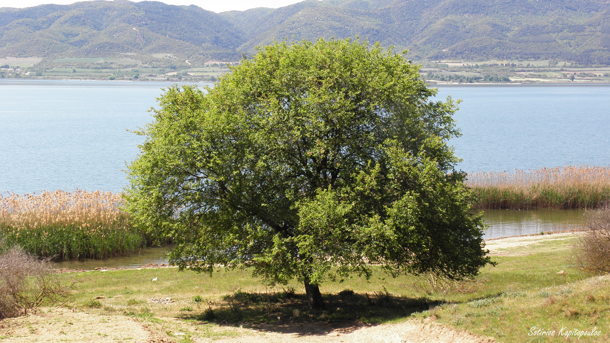 Olympus SP590UZ sample photo. Tree at lake volvi photography