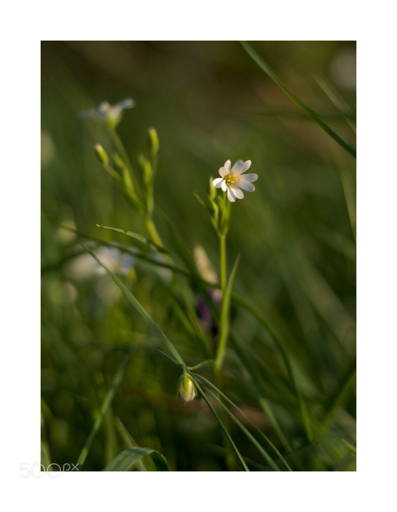Nikon D610 sample photo. Flower  photography