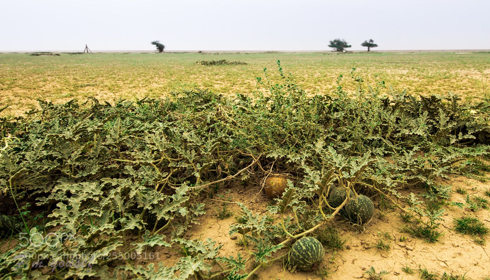 Canon EOS 600D (Rebel EOS T3i / EOS Kiss X5) sample photo. Failaka island (kuwait) photography