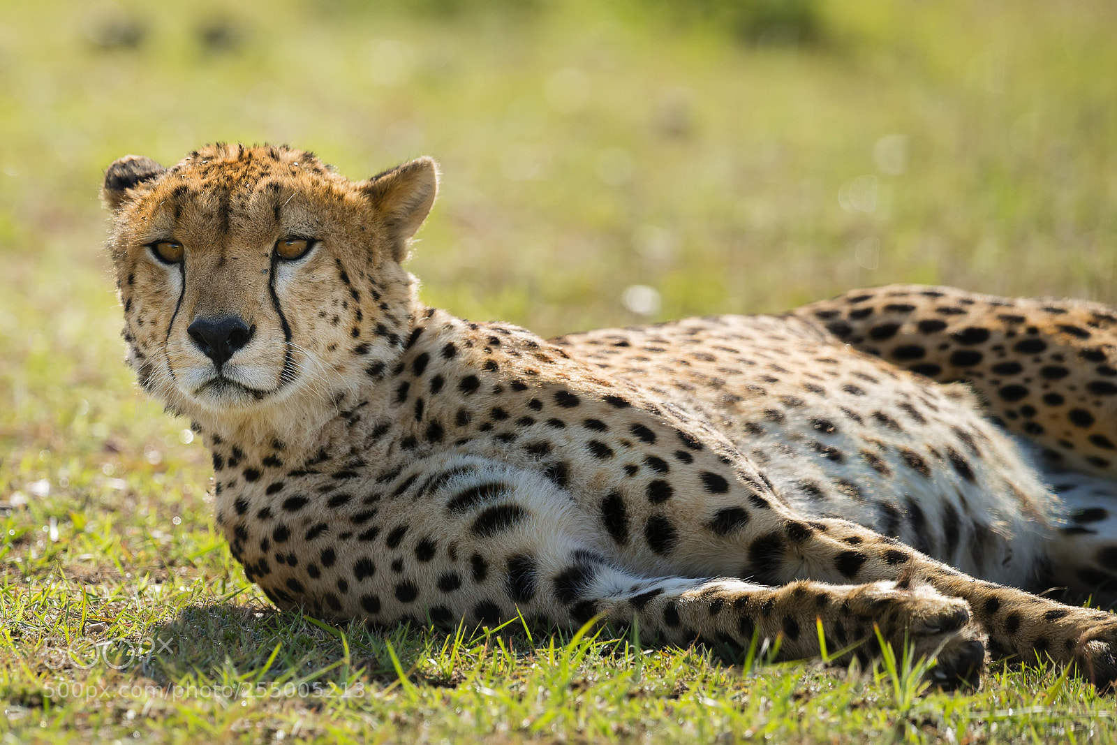 Nikon D800 sample photo. I see the goal photography