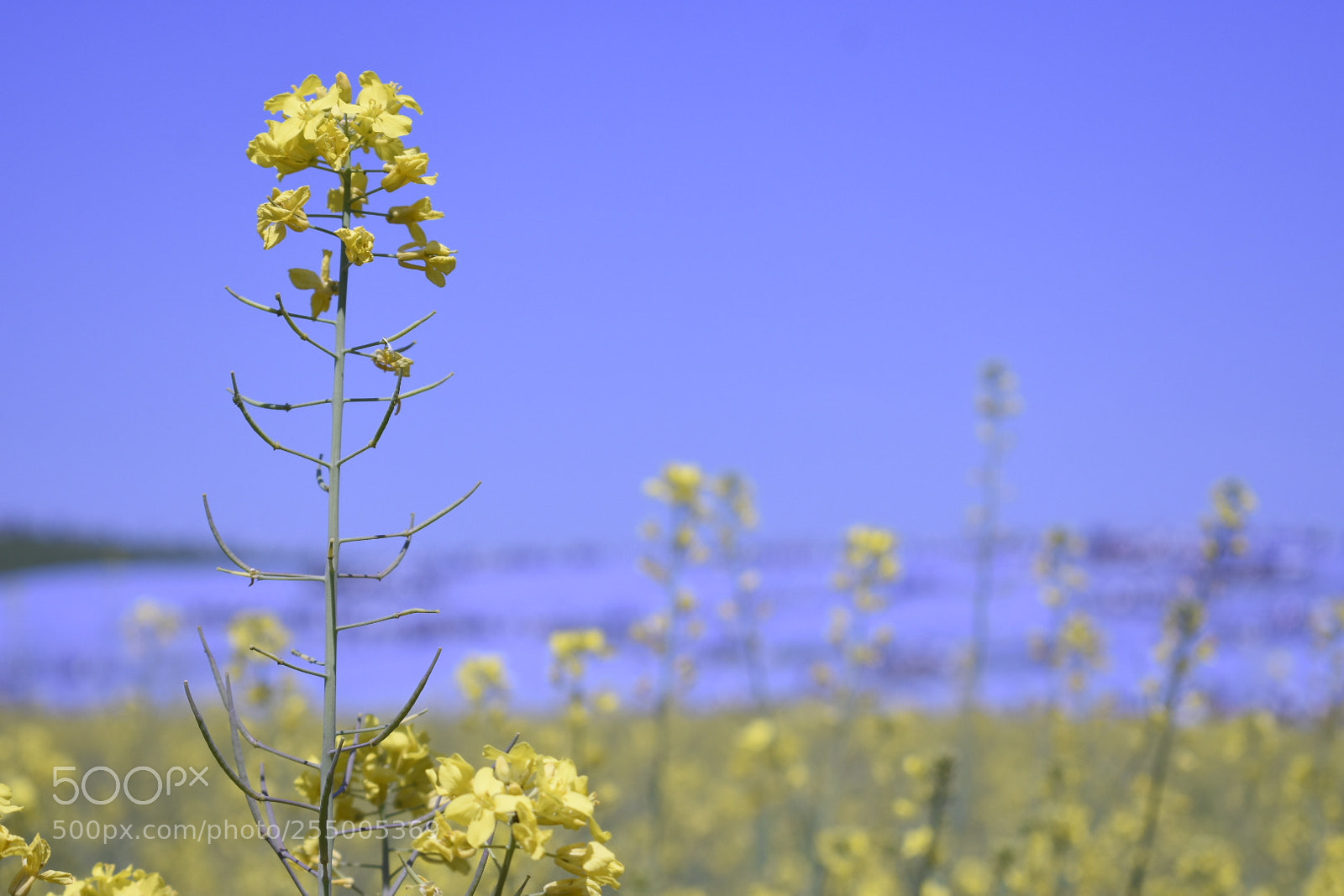 Nikon D3400 sample photo. Flower photography