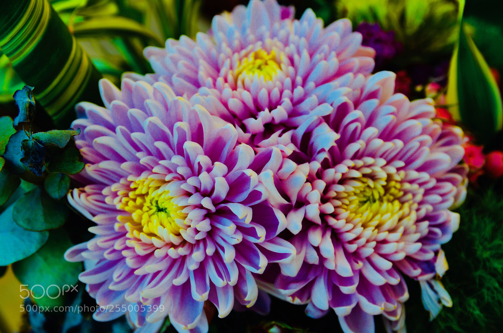 Nikon D7000 sample photo. Colorful flower photography