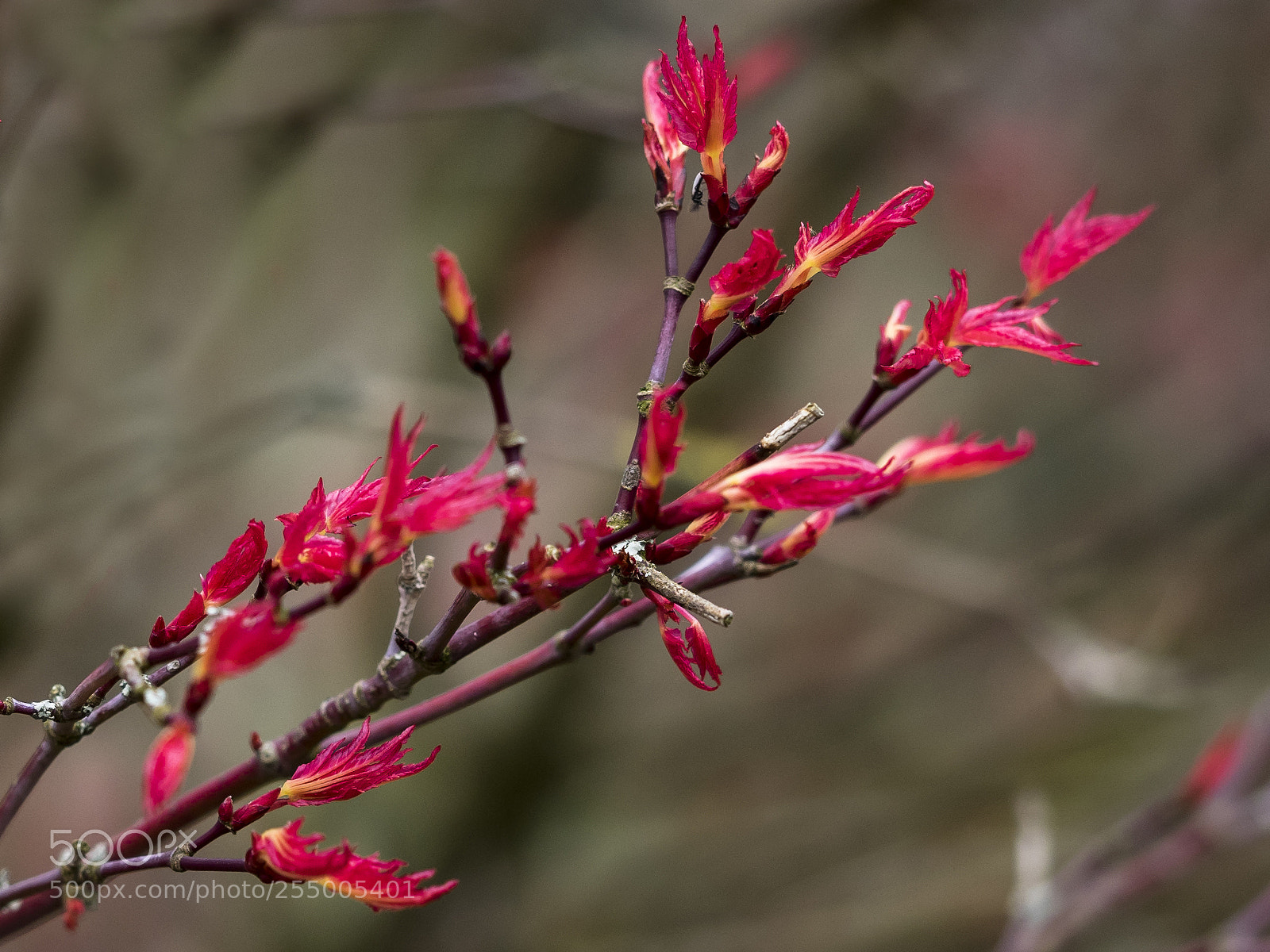 Olympus OM-D E-M1 sample photo. Springtime new life photography