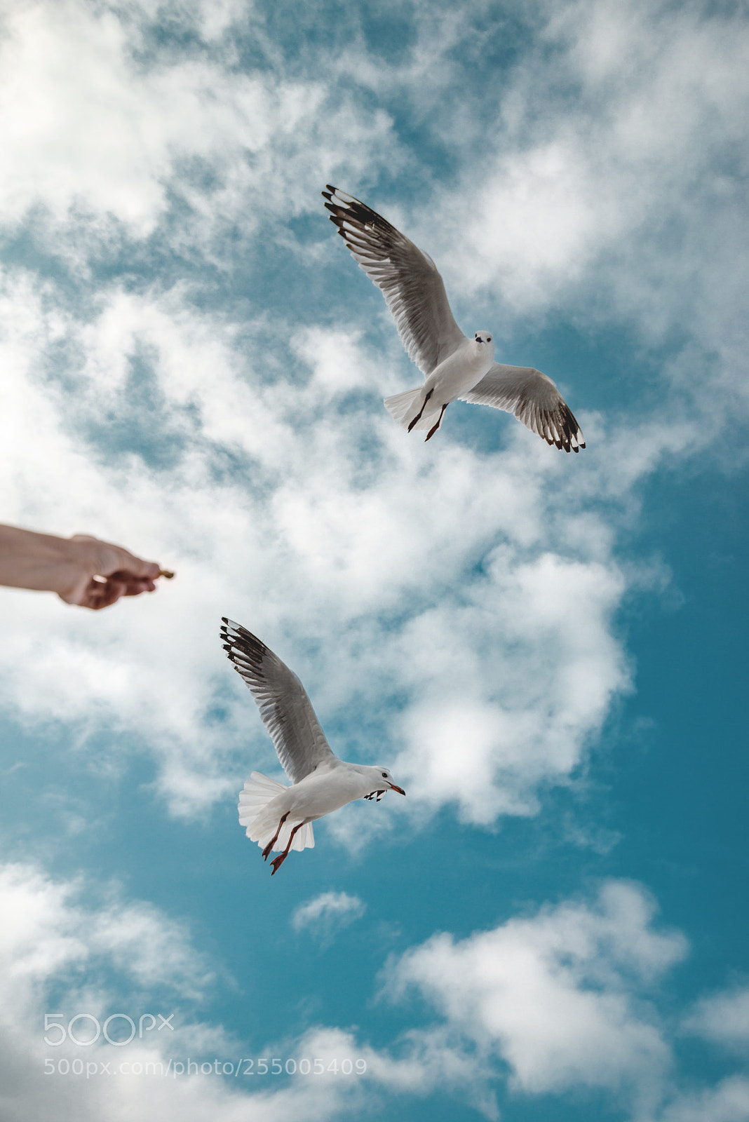 Nikon D800E sample photo. Seagulls at maroubra beach photography