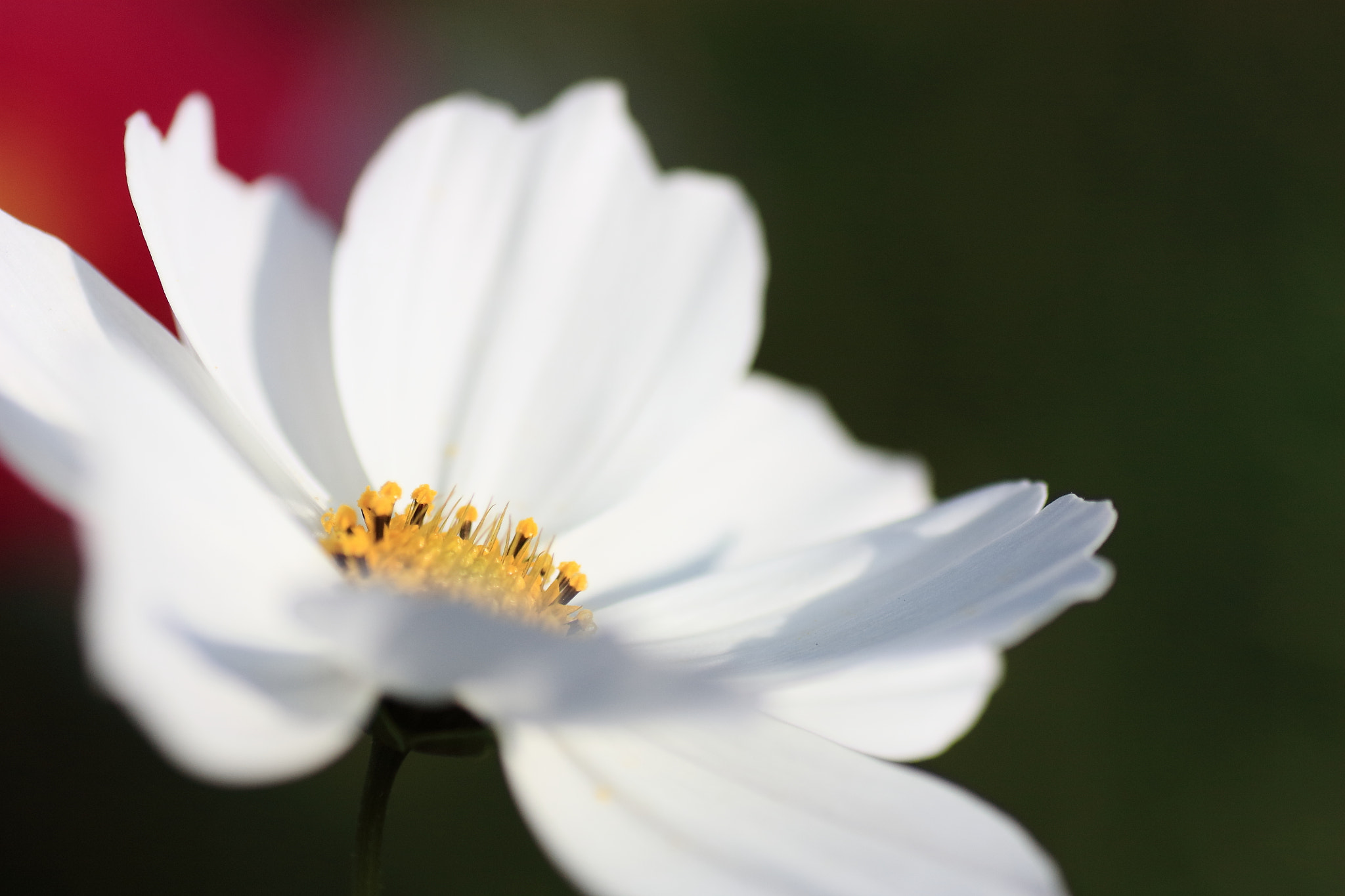 Tamron SP AF 90mm F2.8 Di Macro sample photo. Img_3542m cosmos , 波斯菊 photography