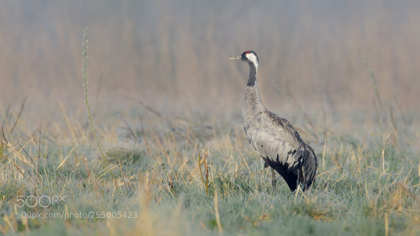 Canon EOS 5D Mark IV sample photo. Crane photography