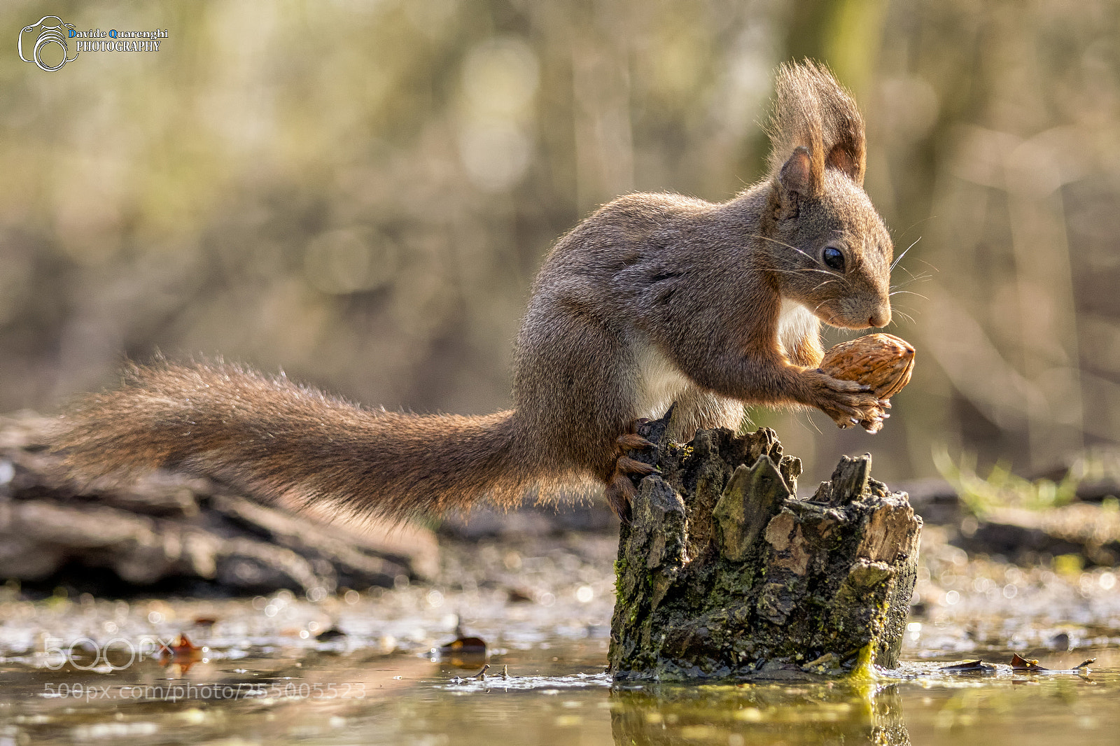 Canon EOS 7D Mark II sample photo. This nut is mine photography