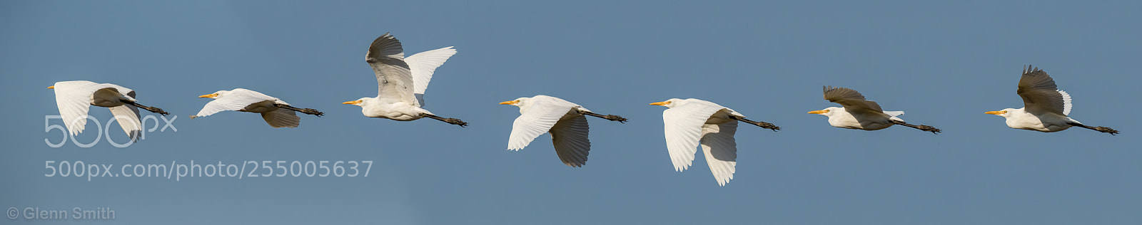 Canon EOS 7D Mark II sample photo. Cattle egret in flight photography