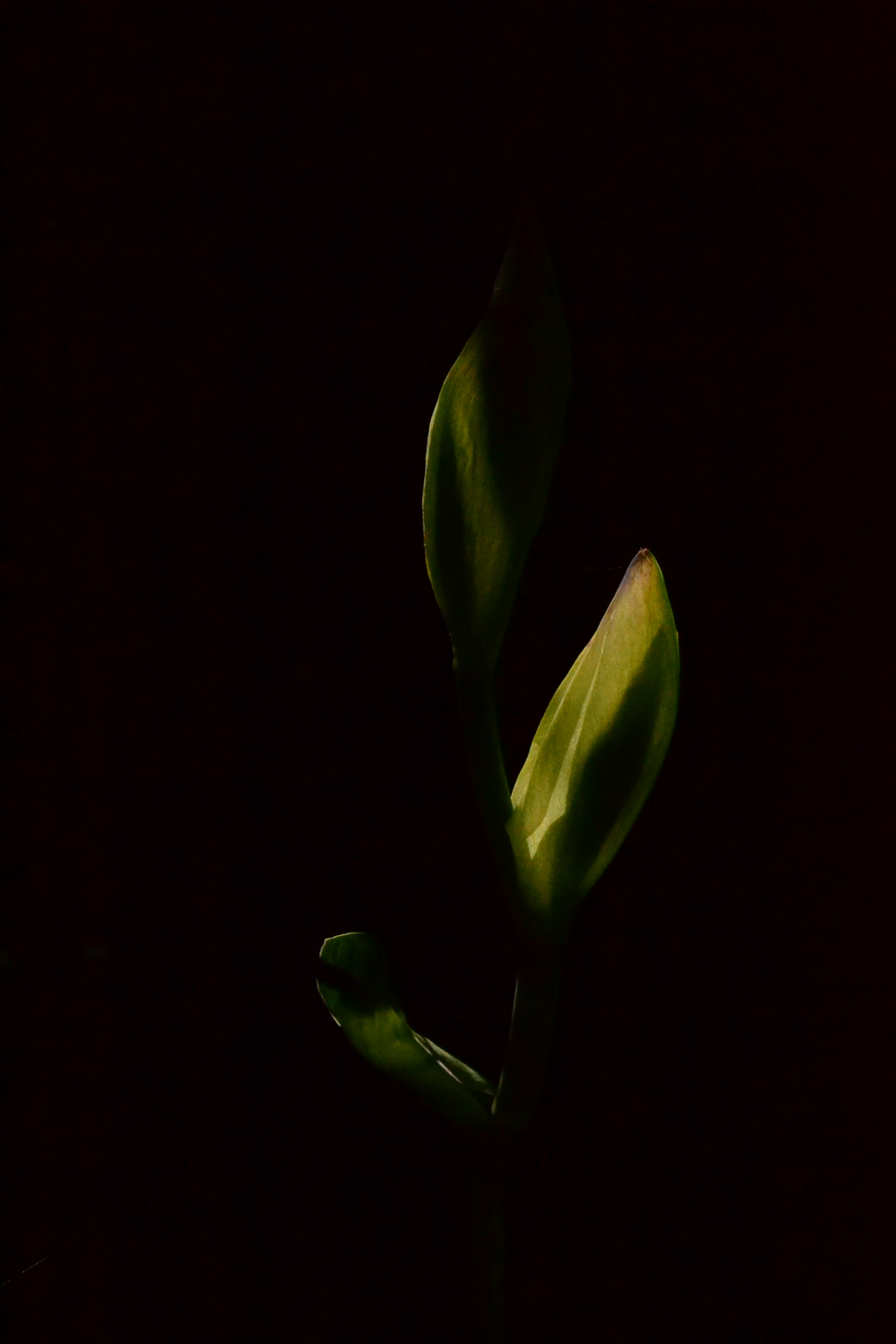 Nikon AF-S DX Micro Nikkor 40mm F2.8 sample photo. In bud photography