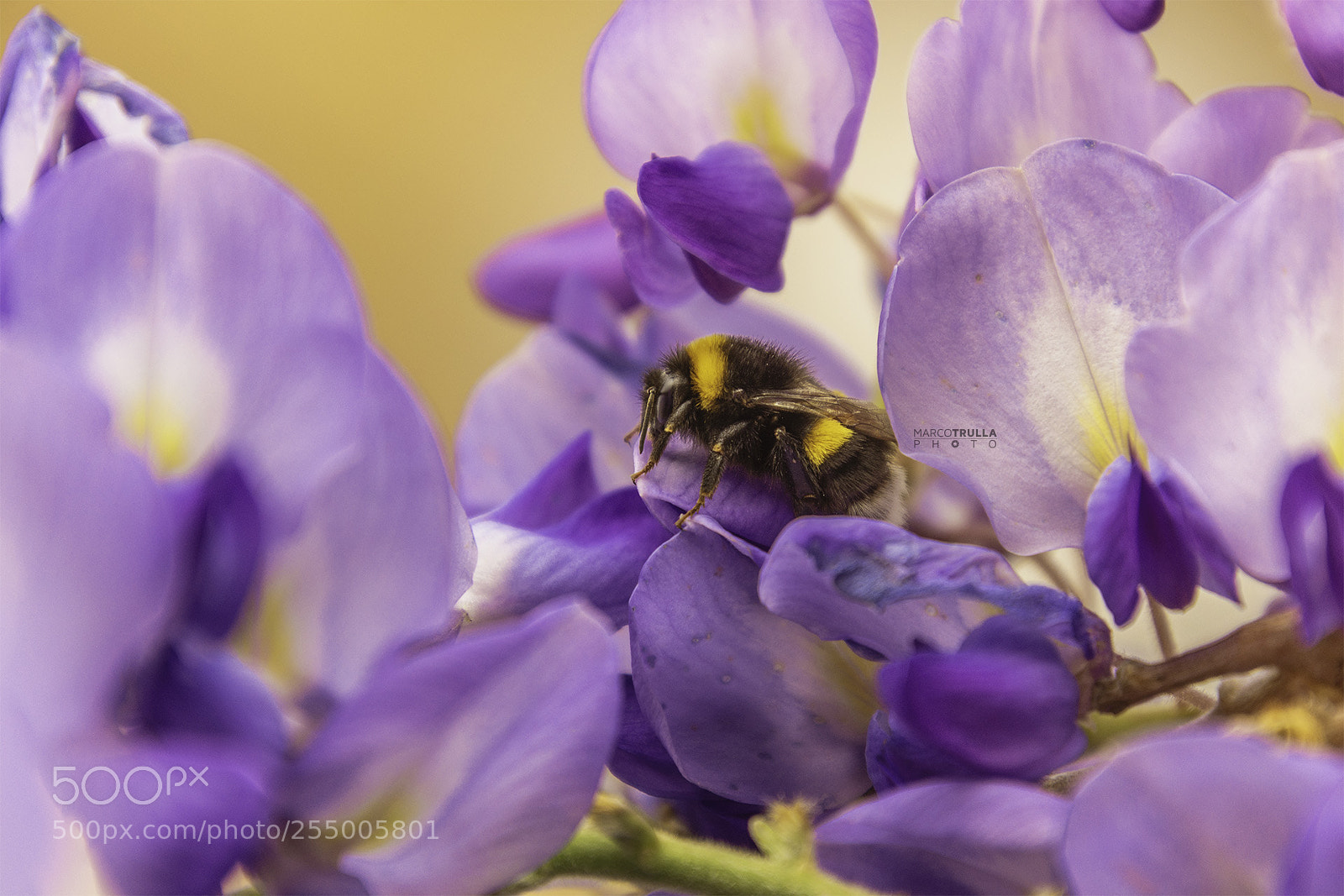 Nikon D7200 sample photo. Spring is life photography