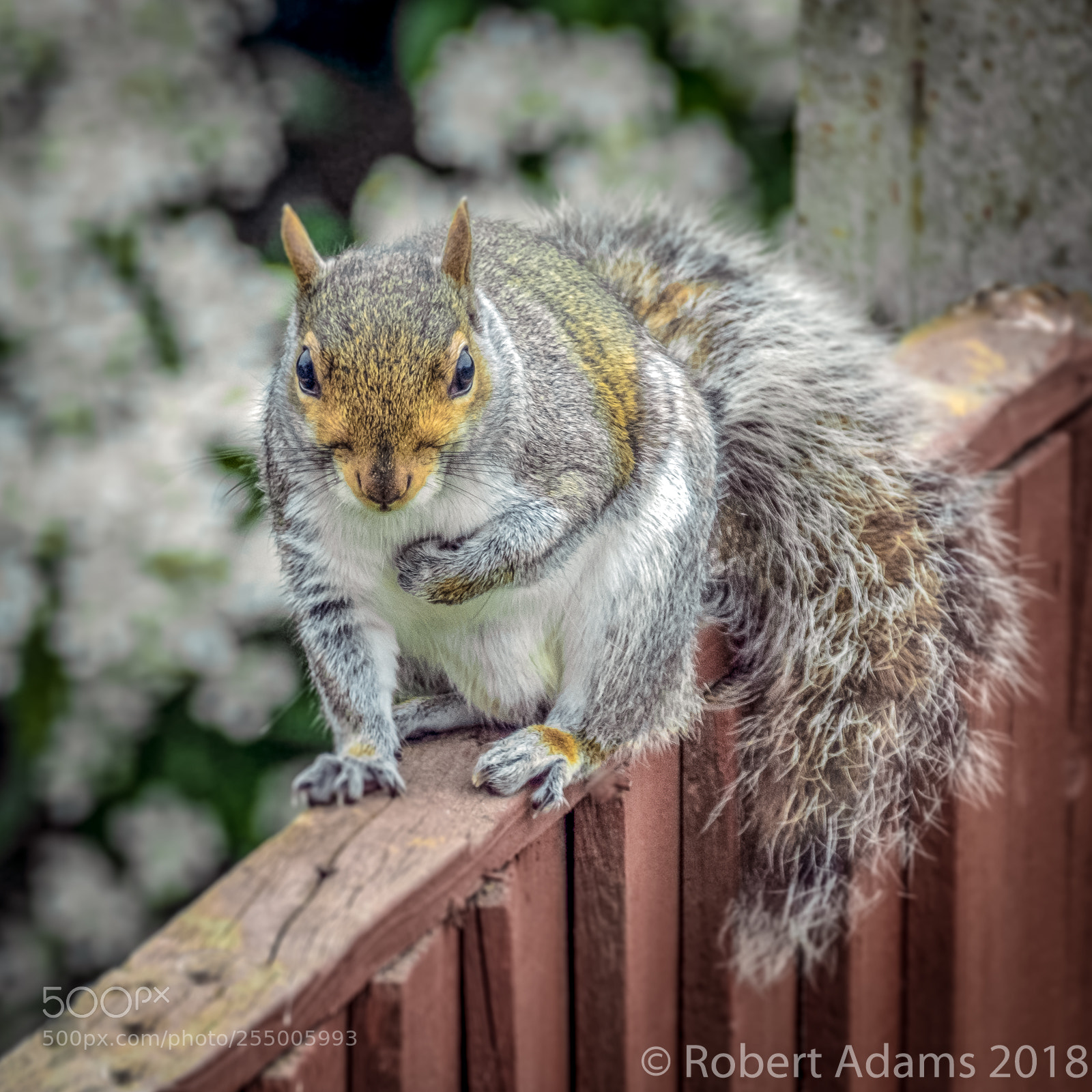 Fujifilm X-T2 sample photo. Grey squirrel photography