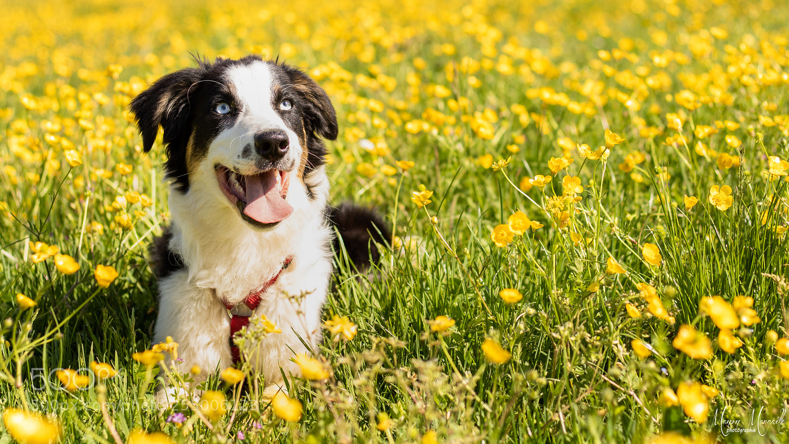 Canon EOS 750D (EOS Rebel T6i / EOS Kiss X8i) sample photo. Dog and flowers photography
