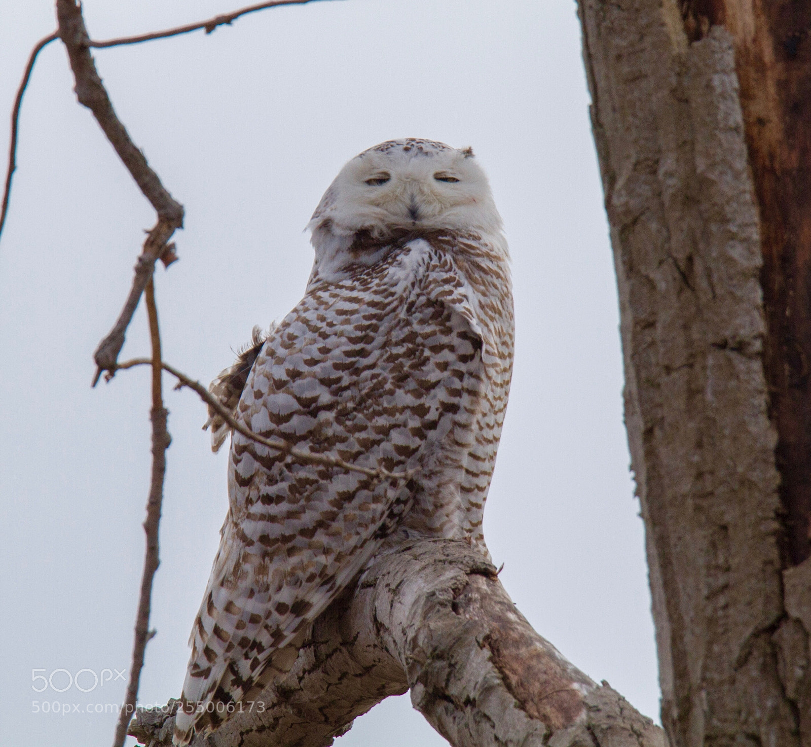 Canon EOS 7D sample photo. Snowy owl surveying her photography