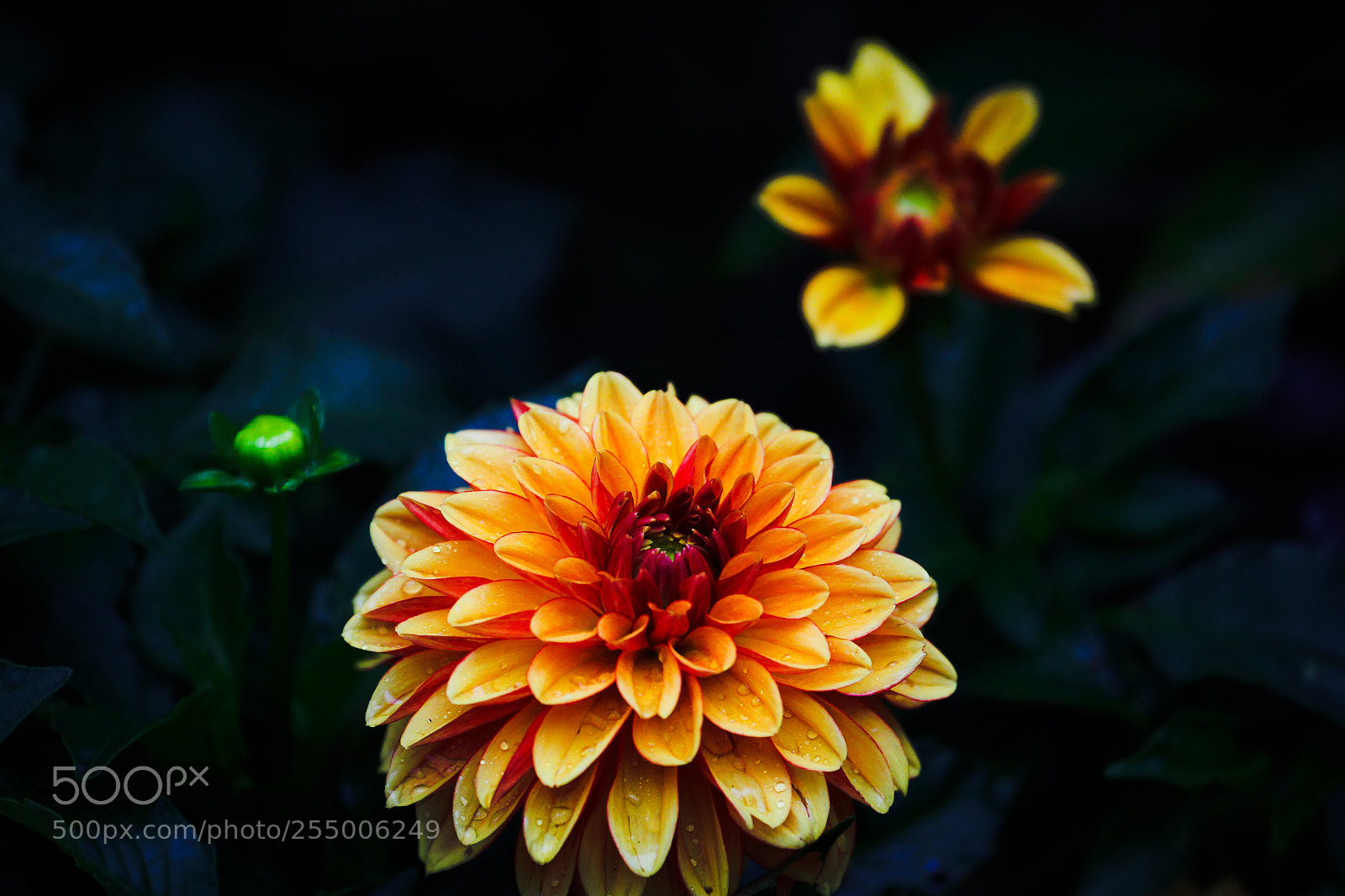 Canon EOS-1D Mark IV sample photo. Untitled photography