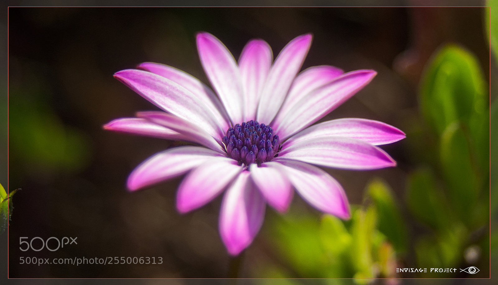 Sony a7R sample photo. Pretty in pink photography