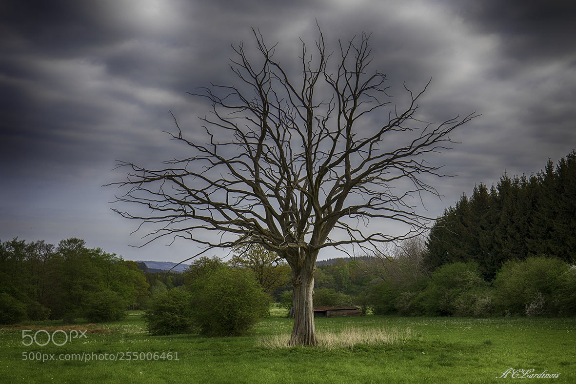 Canon EOS 5D Mark IV sample photo. L'arbre photography